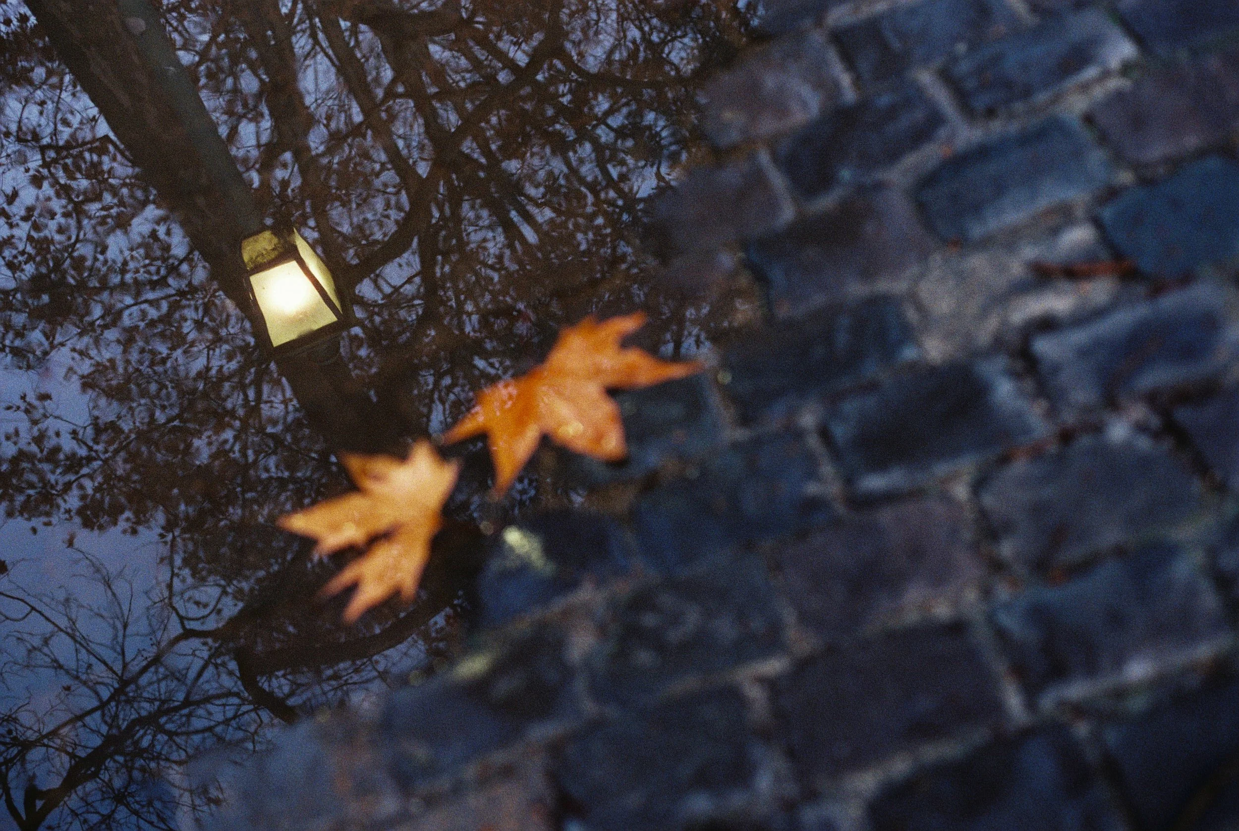 PARC DU CINQUANTENAIRE 2025