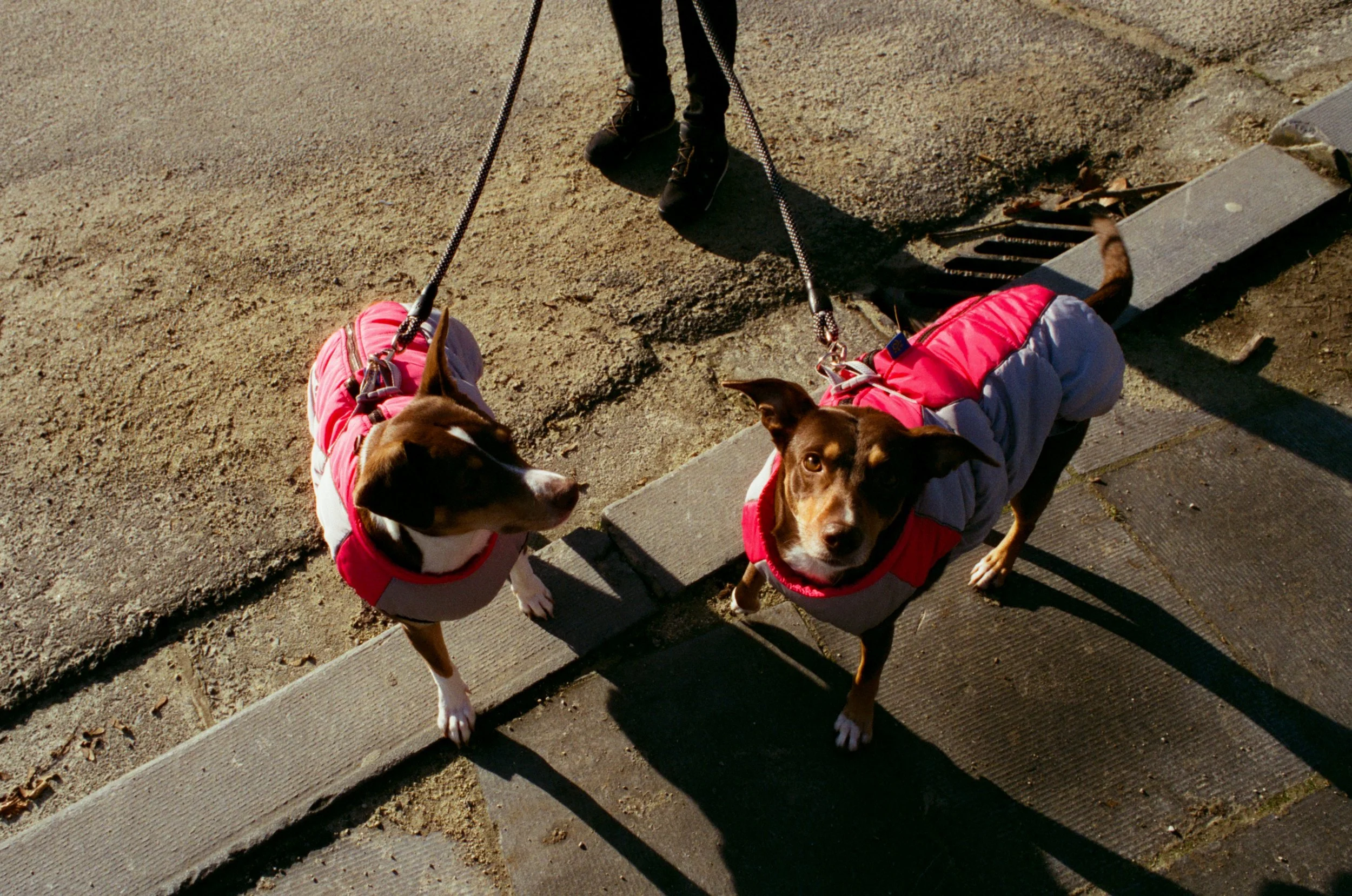PARC DU CINQUANTENAIRE 2026