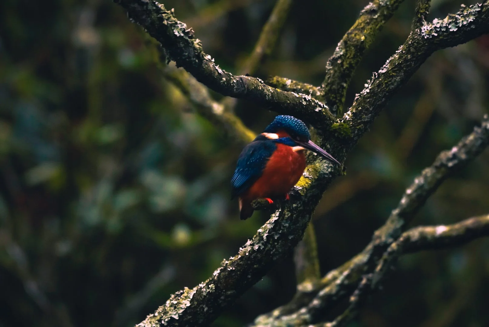 _DSC0084.JPG