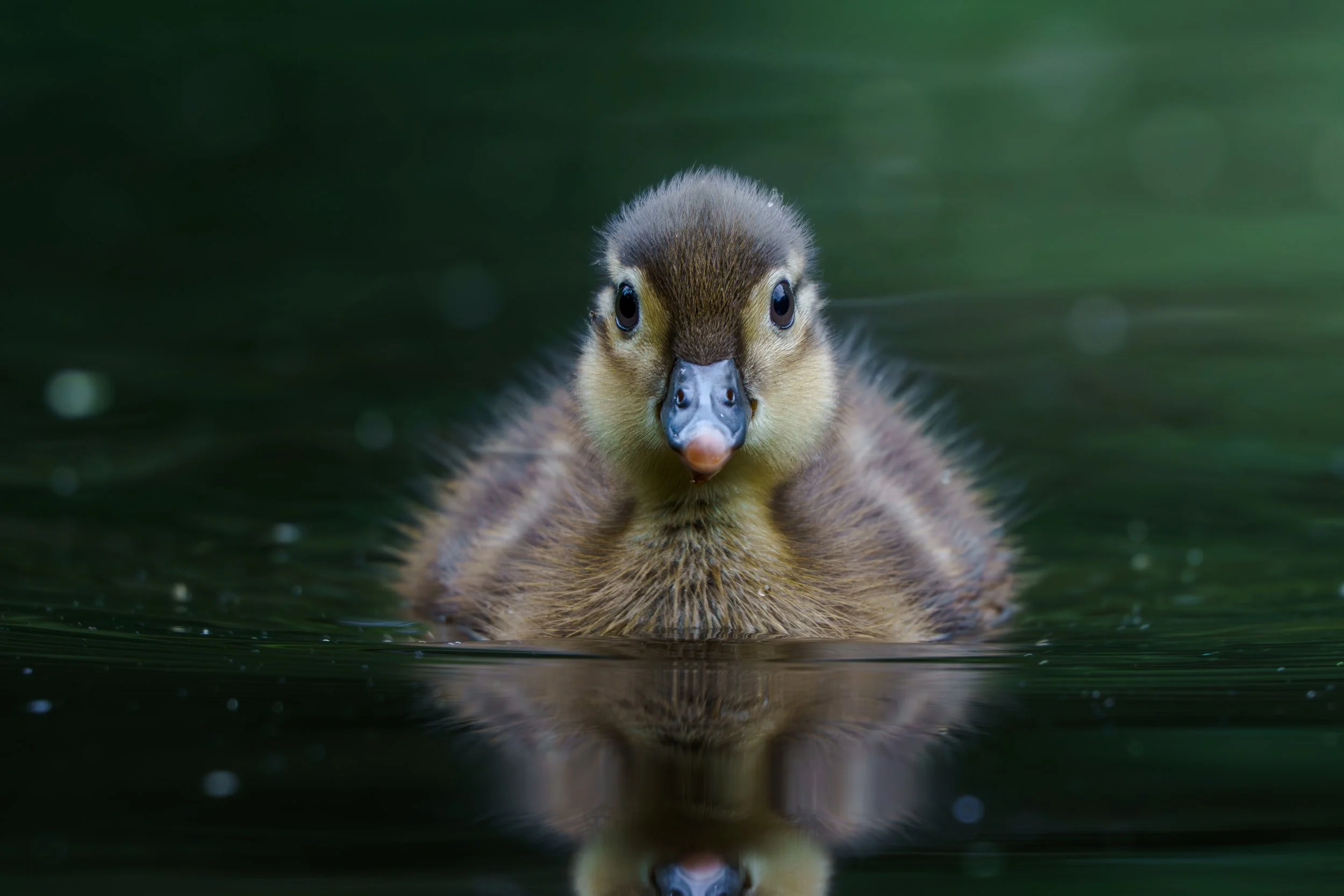 Duckling on the water