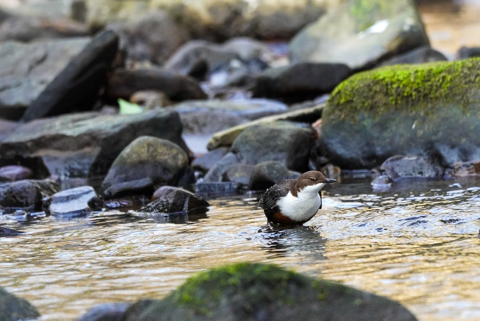 _DSC0508.JPG