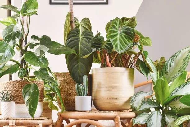 Houseplant Subscription