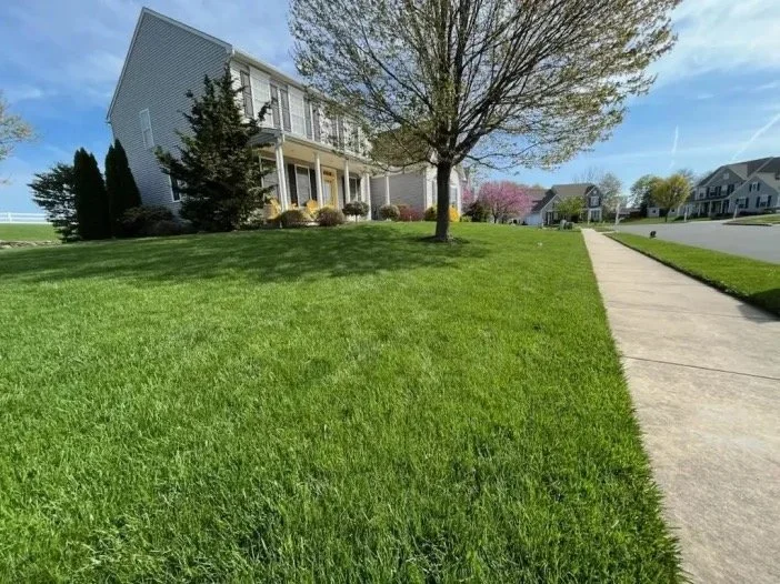 A front lawn with a sidewalk, a house with a porch and trees in a suburban neighborhood on a sunny day.