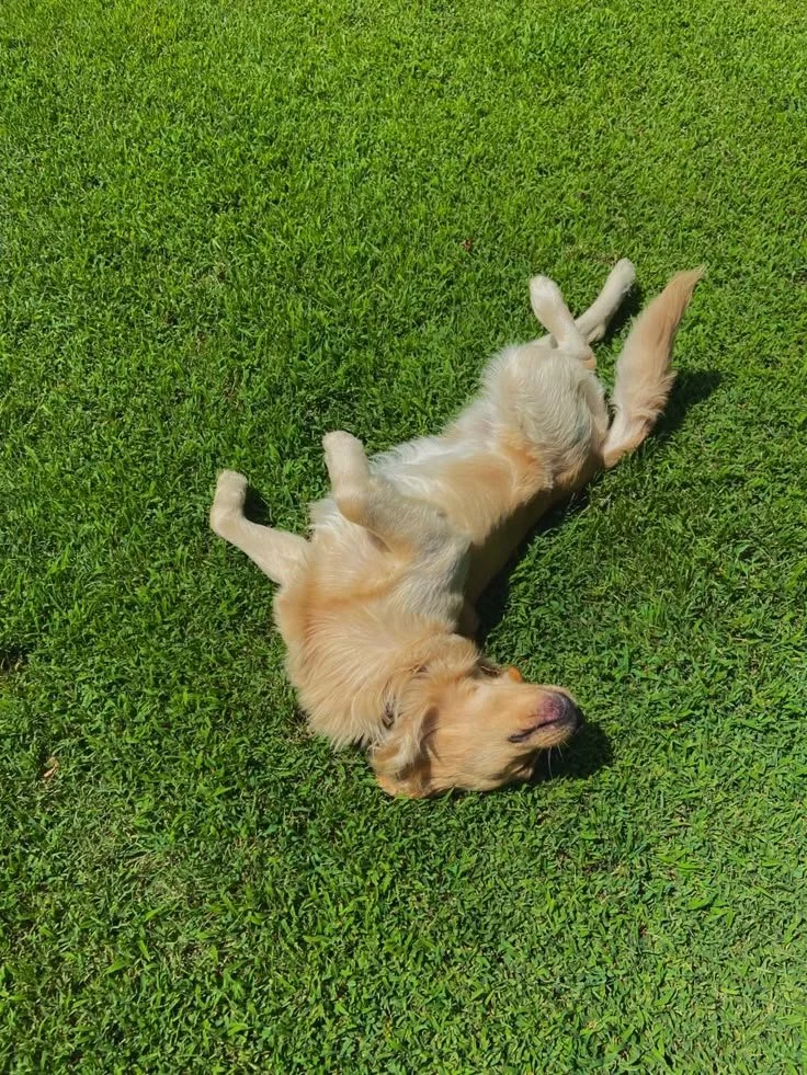 Golden retriever dog lying on its back on green grass, enjoying the sunshine.