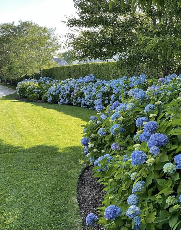 A garden with a neatly manicured lawn, a row of blue hydrangea bushes along the edge, and a hedgerow in the background with trees and houses visible beyond.