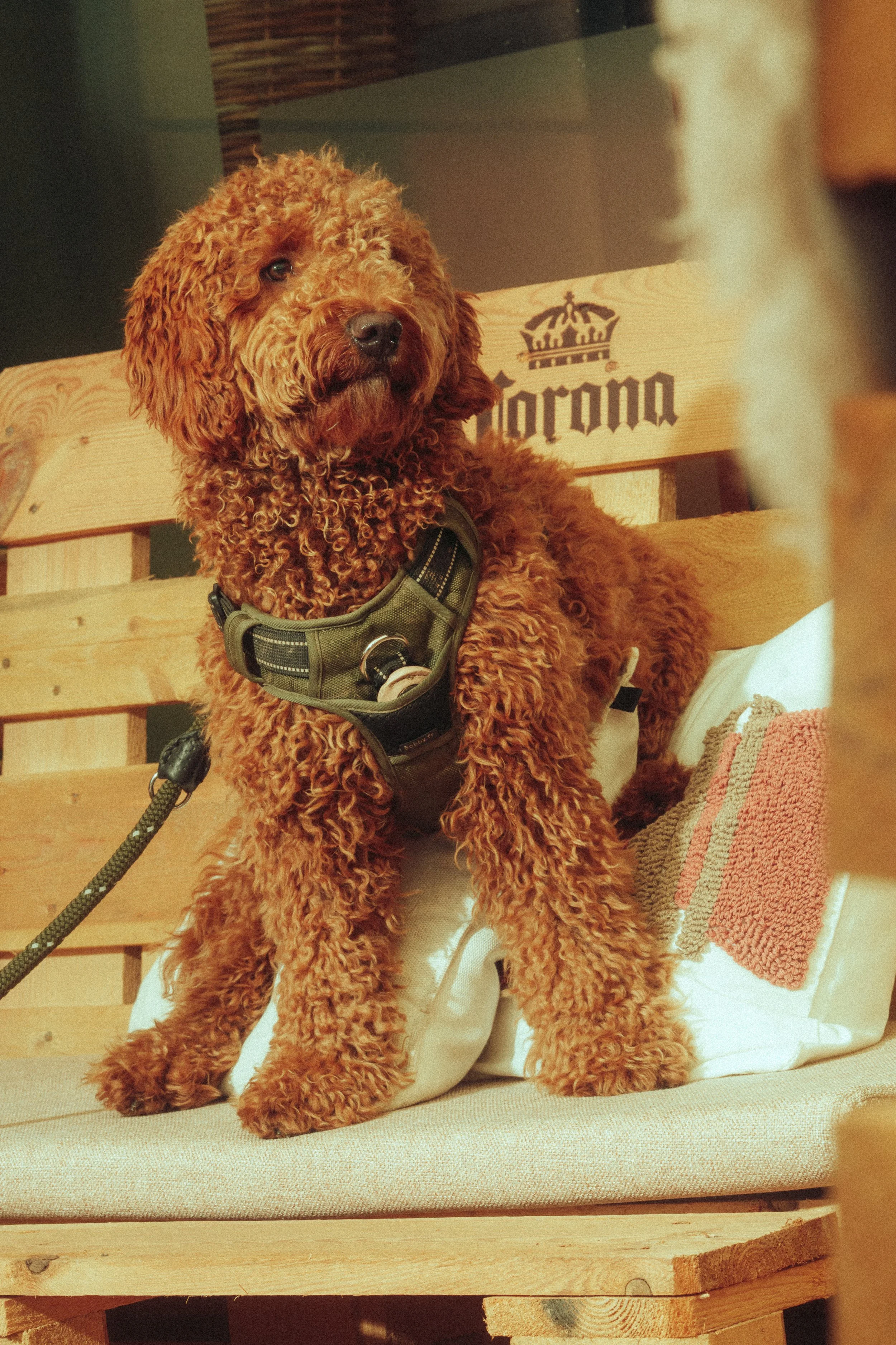 A curly-coated brown dog sitting on a wooden bench, wearing a harness, with a "Corona" sign in the background.