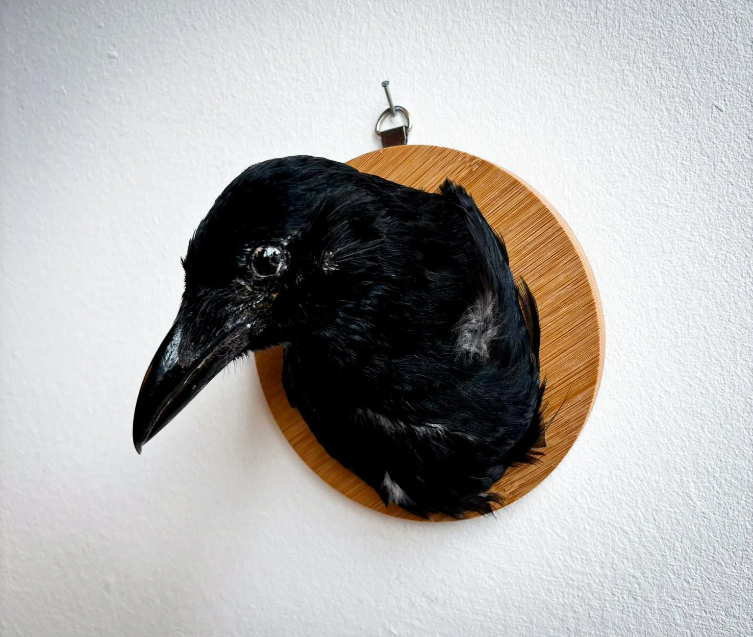 Taxidermy Crow Head Display Piece