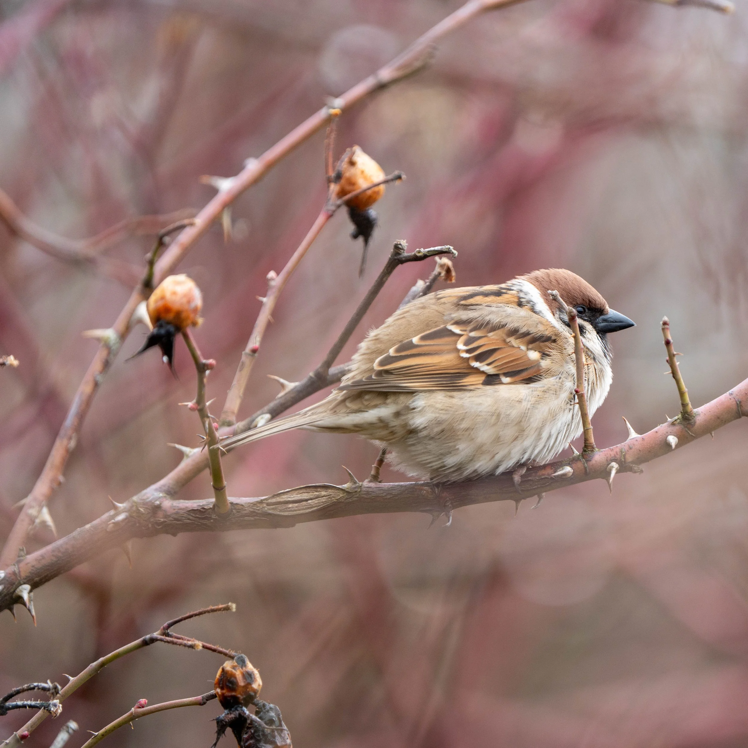 A brown and white bird perched on a thorny branch with some withered seed pods, with a blurred background of branches and muted colors.