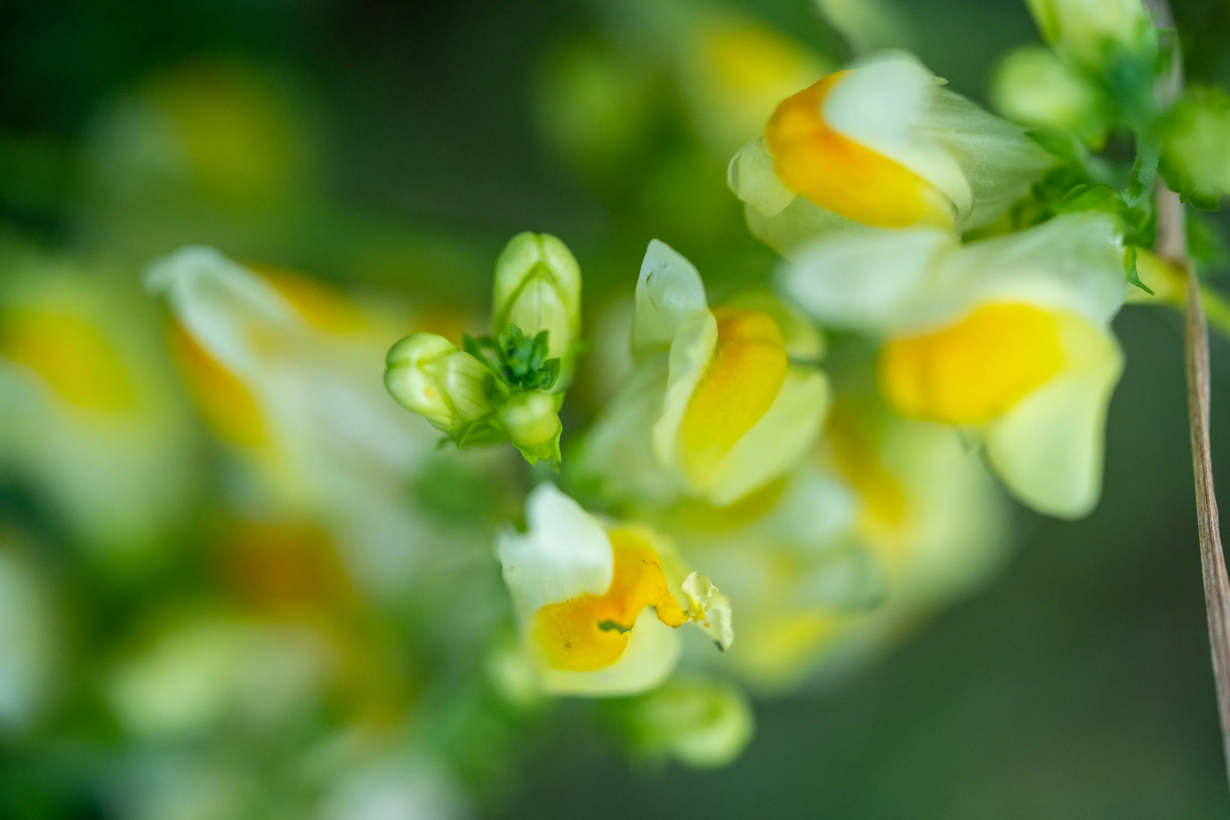 Close-up of yellow and white snapdragon flowers with green buds.
