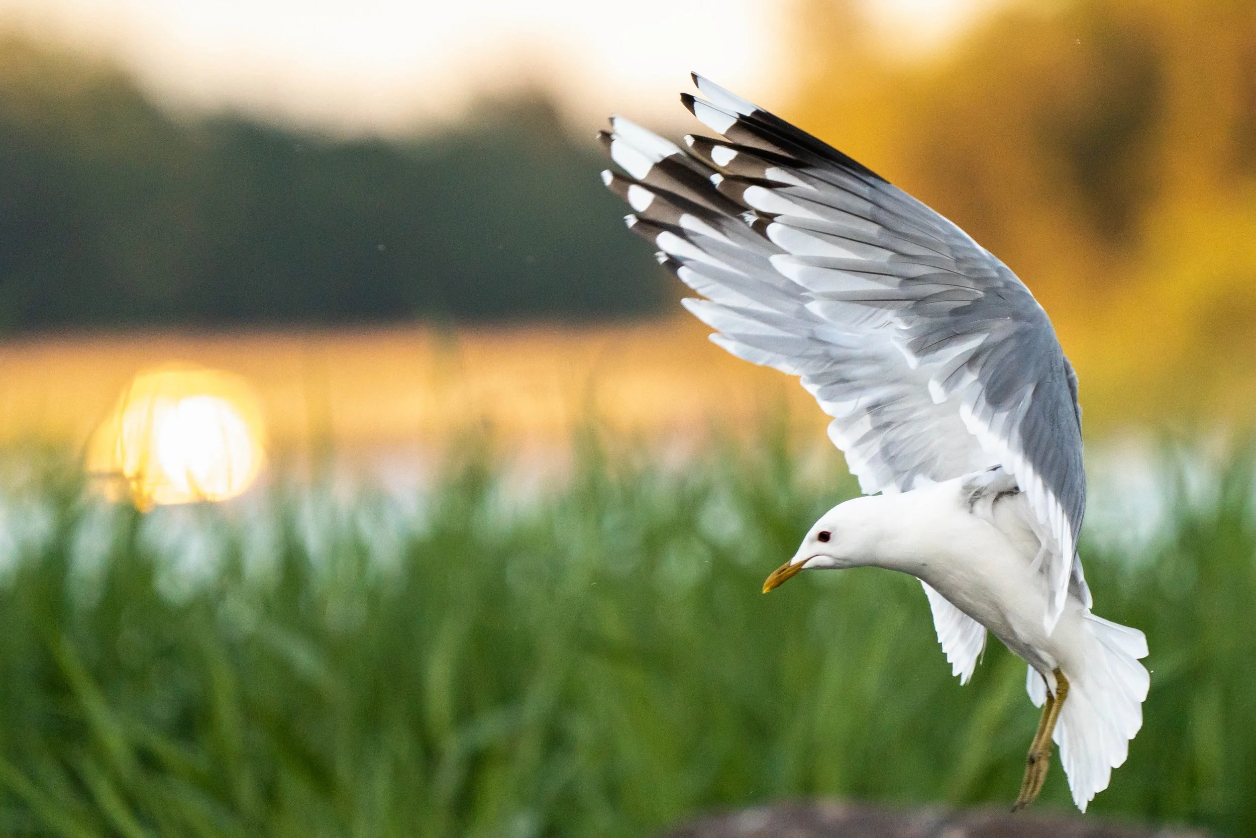 A seagull is flying low over green grass with a blurred sunset or sunrise in the background.