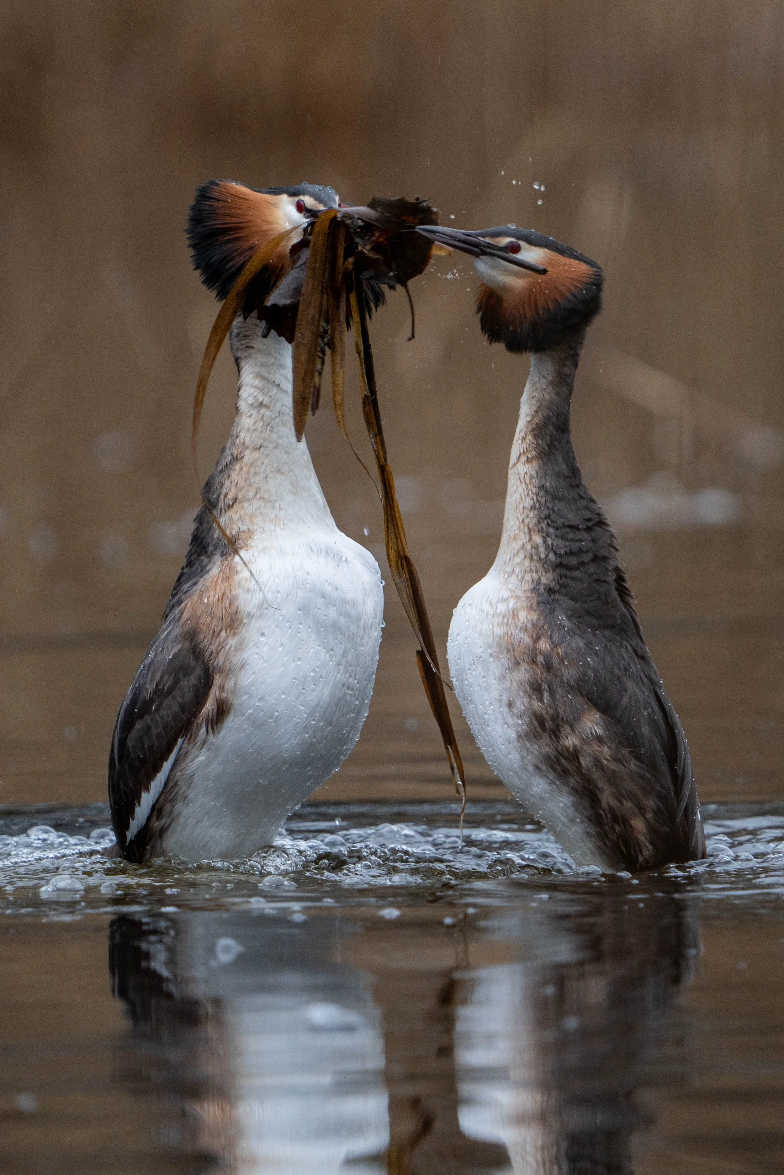 Two great crested grebes engaged in a courtship display holding a fish between their beaks in water.