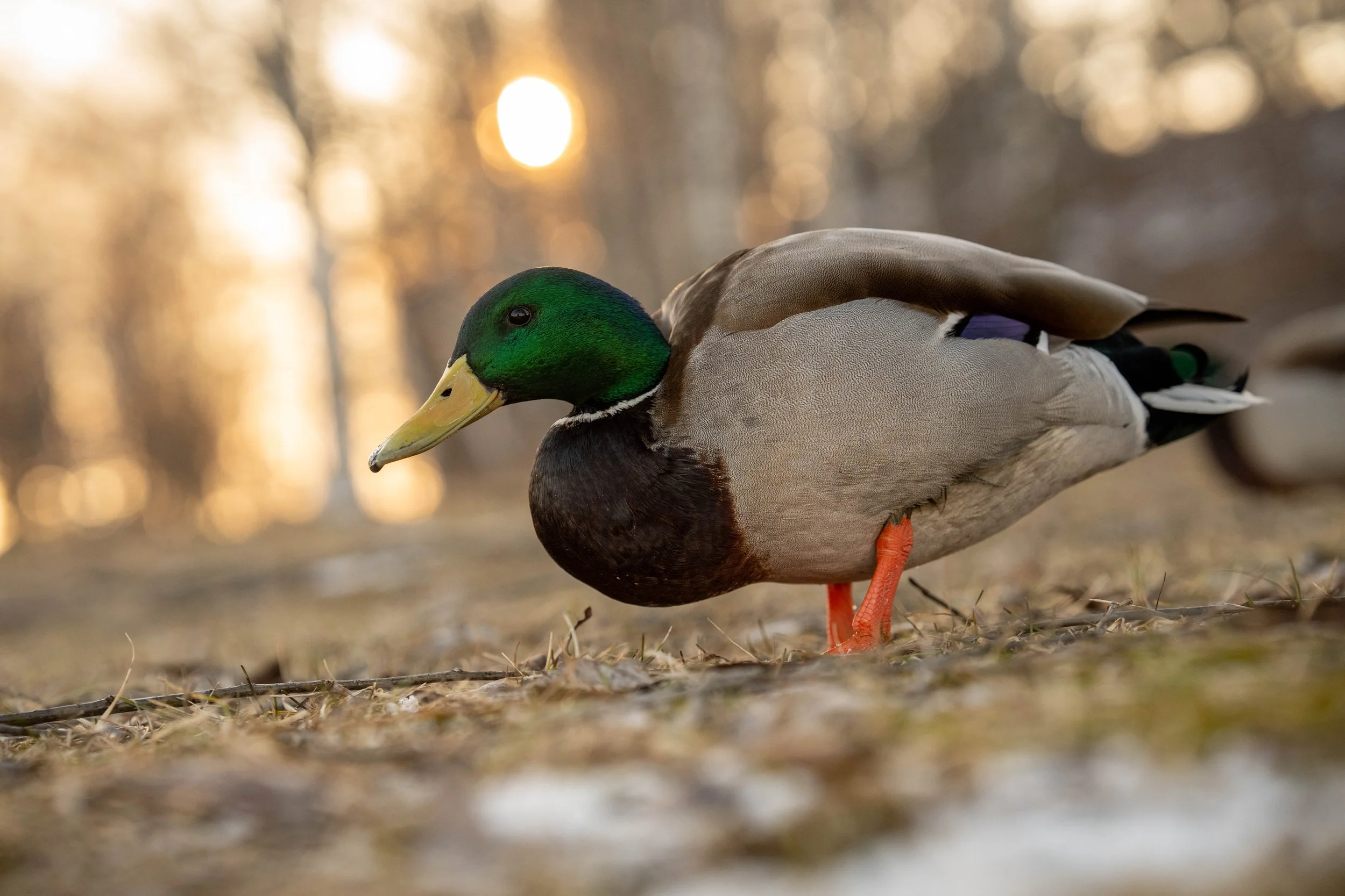 A mallard duck standing on the ground in a natural setting during sunset.