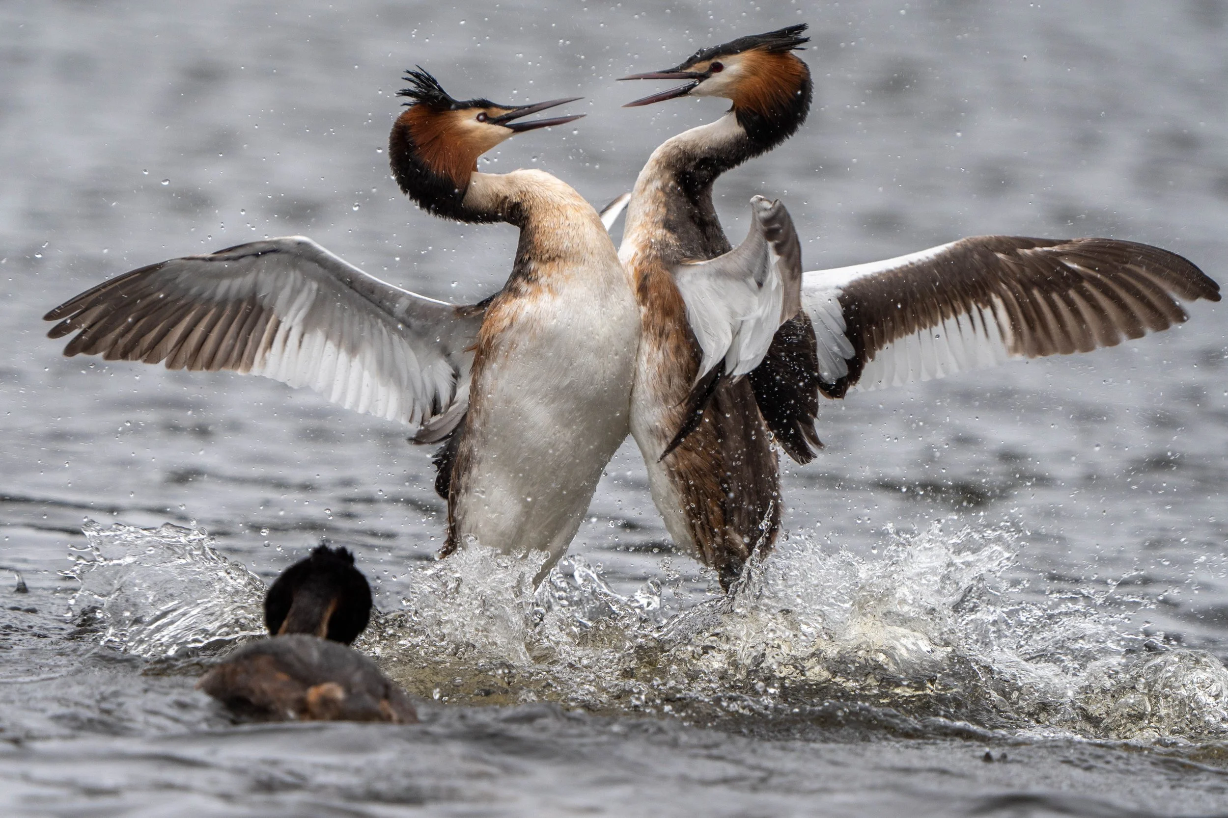 Two Canadian geese fighting in the water, splashing and with wings spread.