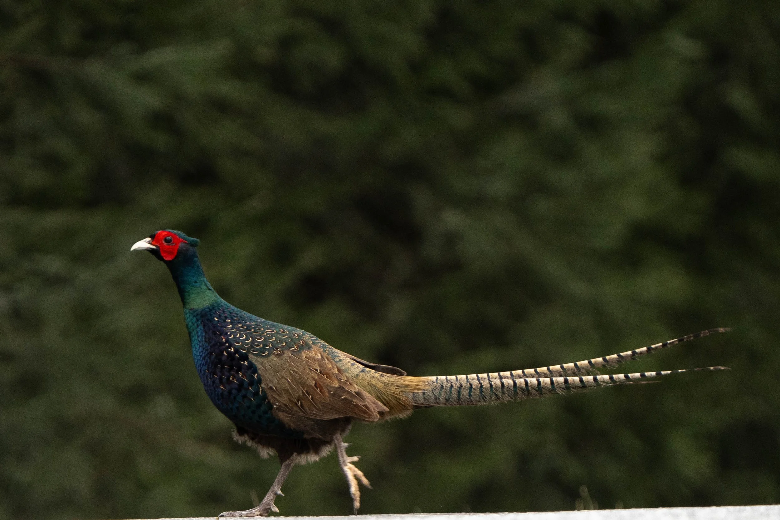 A colorful male peacock standing on a white surface with a blurred green foliage background.