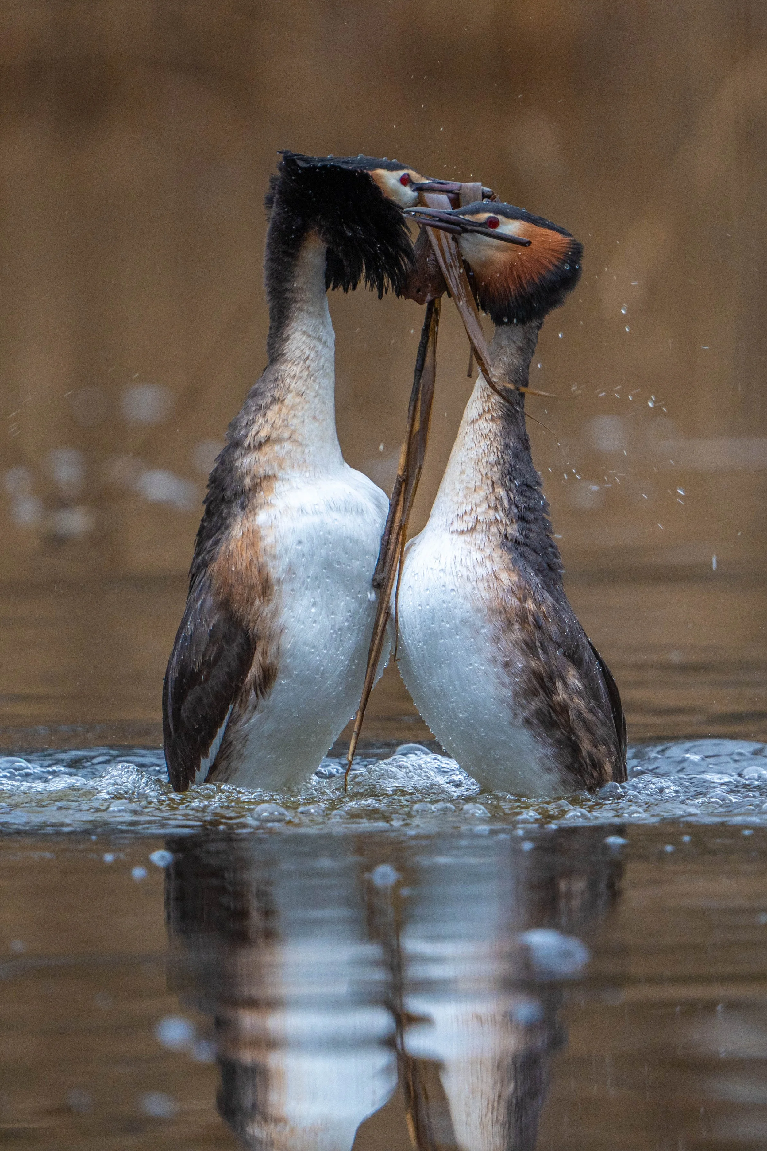 Two great crested grebes engaged in courtship display with beaks touching, holding reeds between their necks, on water surface.