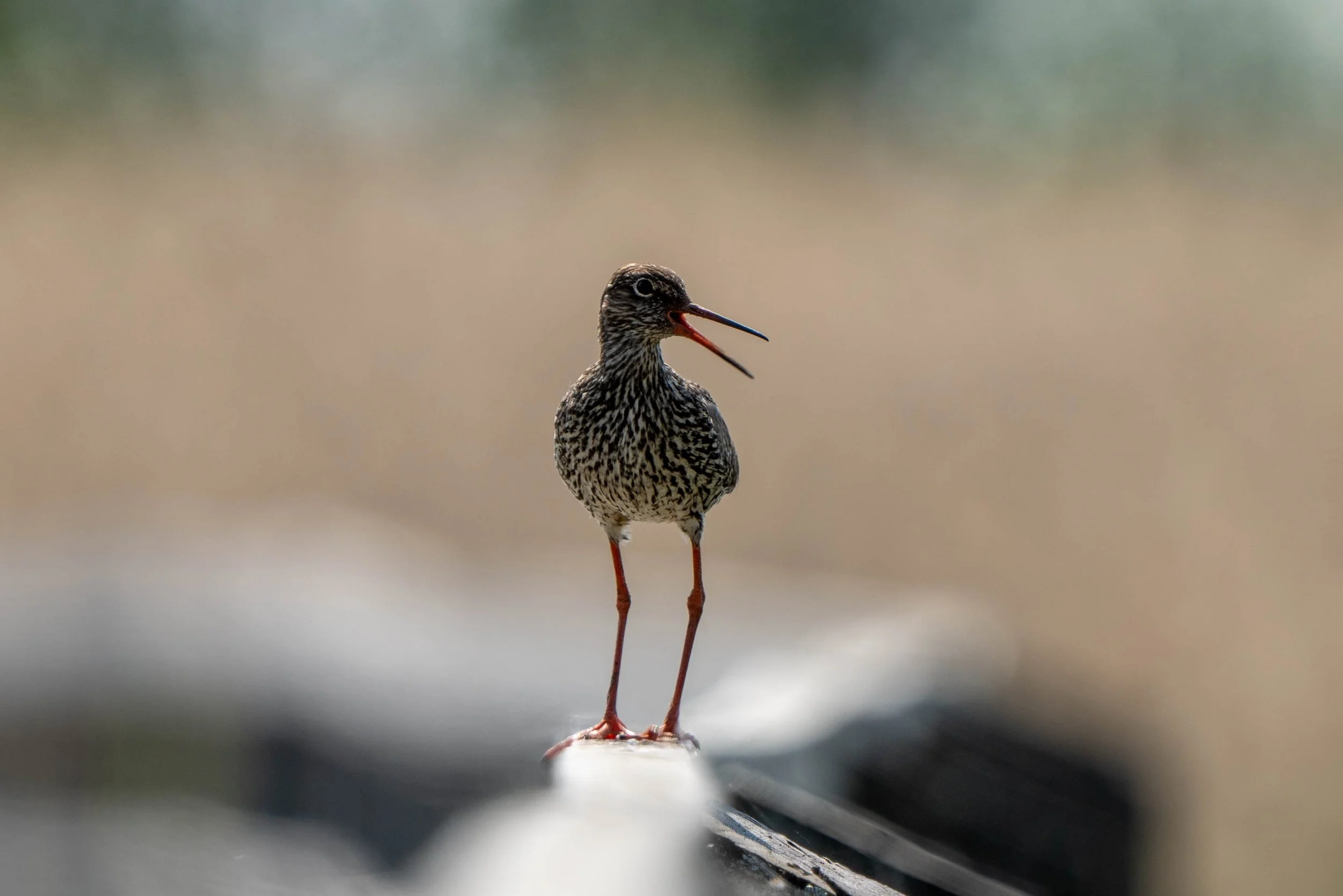 A small bird with long, thin pink legs, brown and spotted feathers, and a long, thin beak standing on a surface with a blurred background.