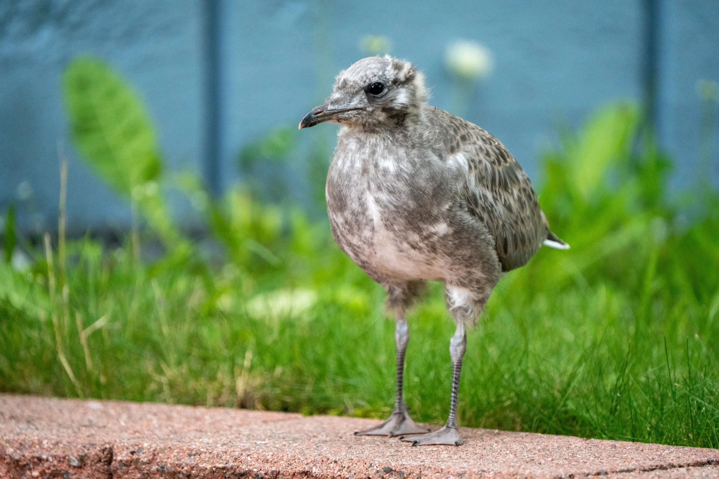 A young bird standing on a brick surface with green grass and plants in the background.