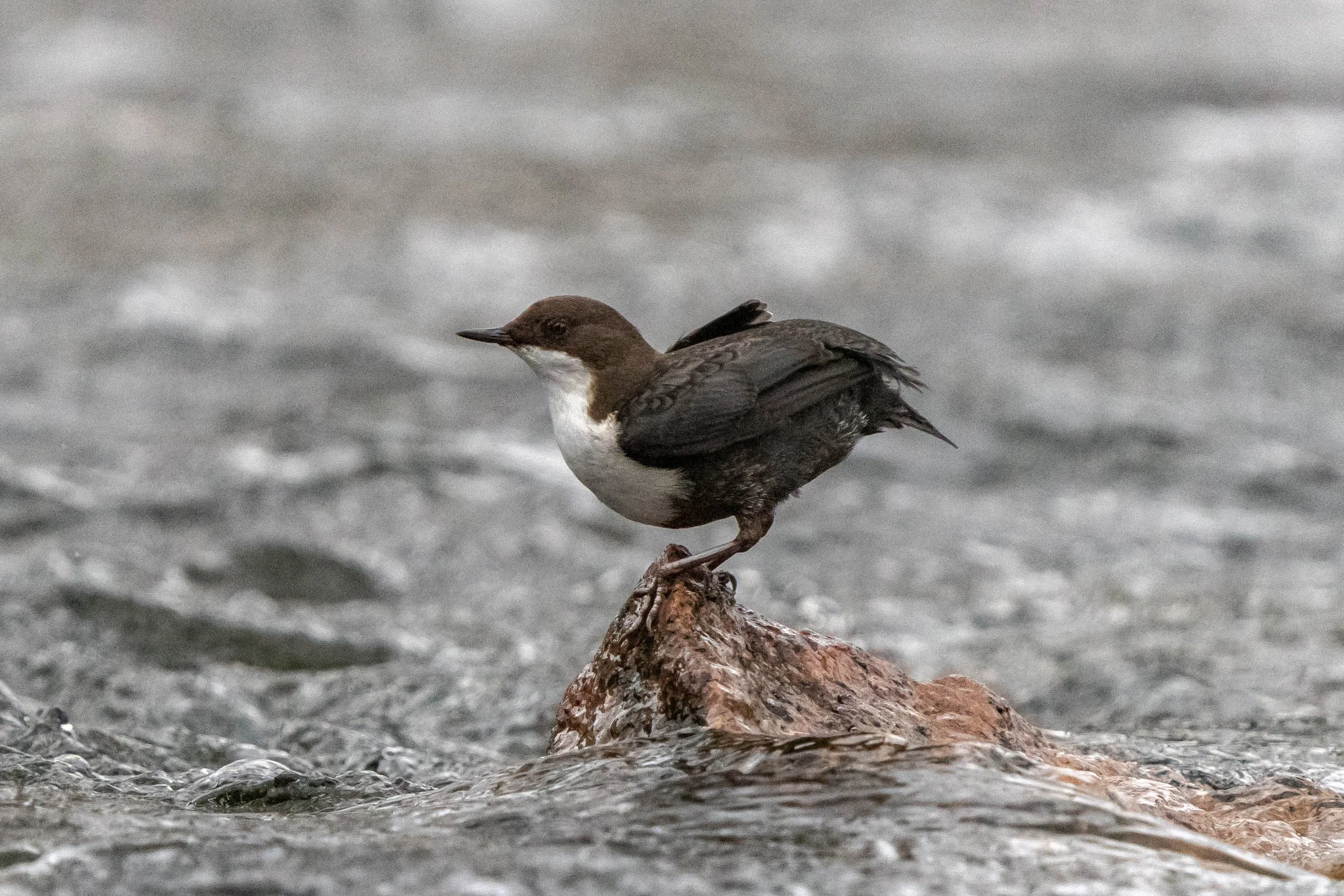 A small bird perched on a rock in a flowing body of water.