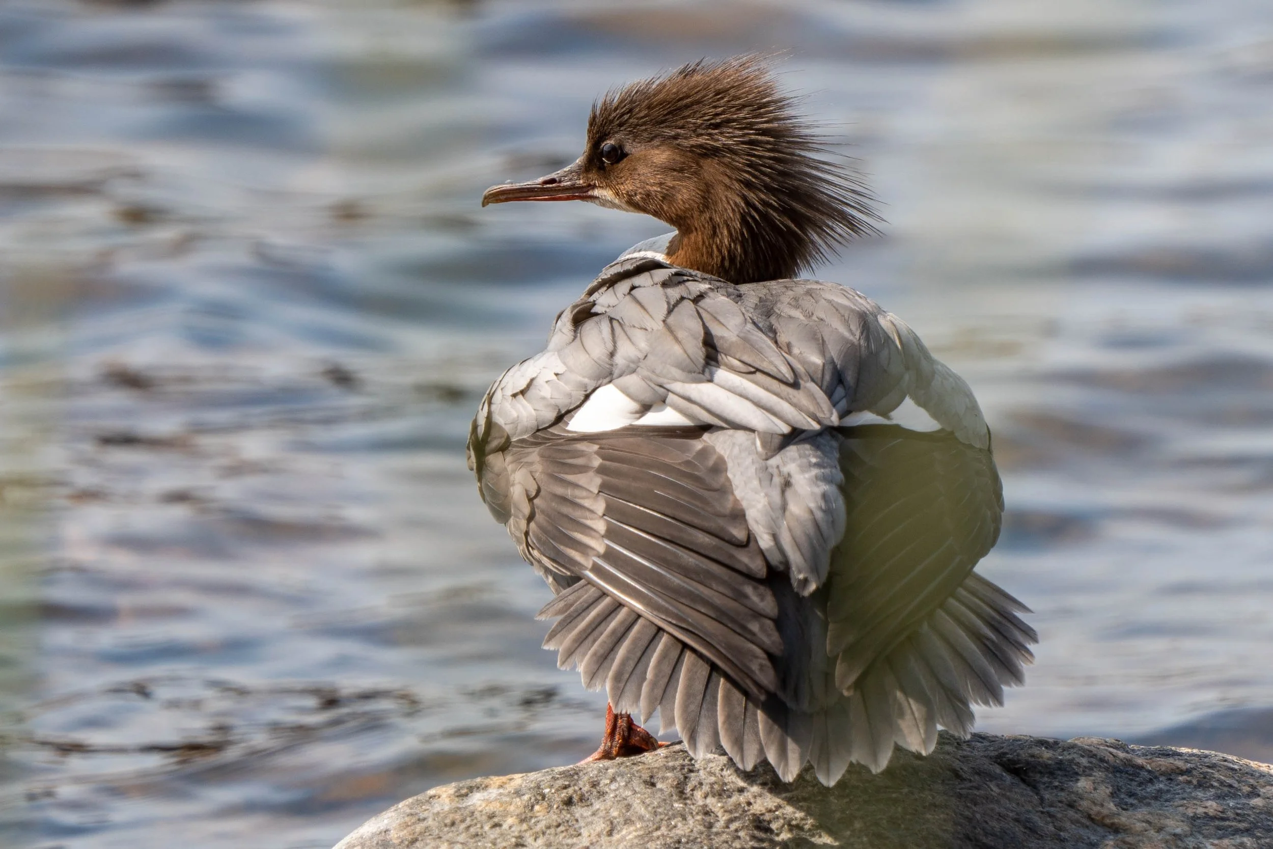 A duck with brown feathers and a spiky head turning its head to the side, standing on a rock near water.