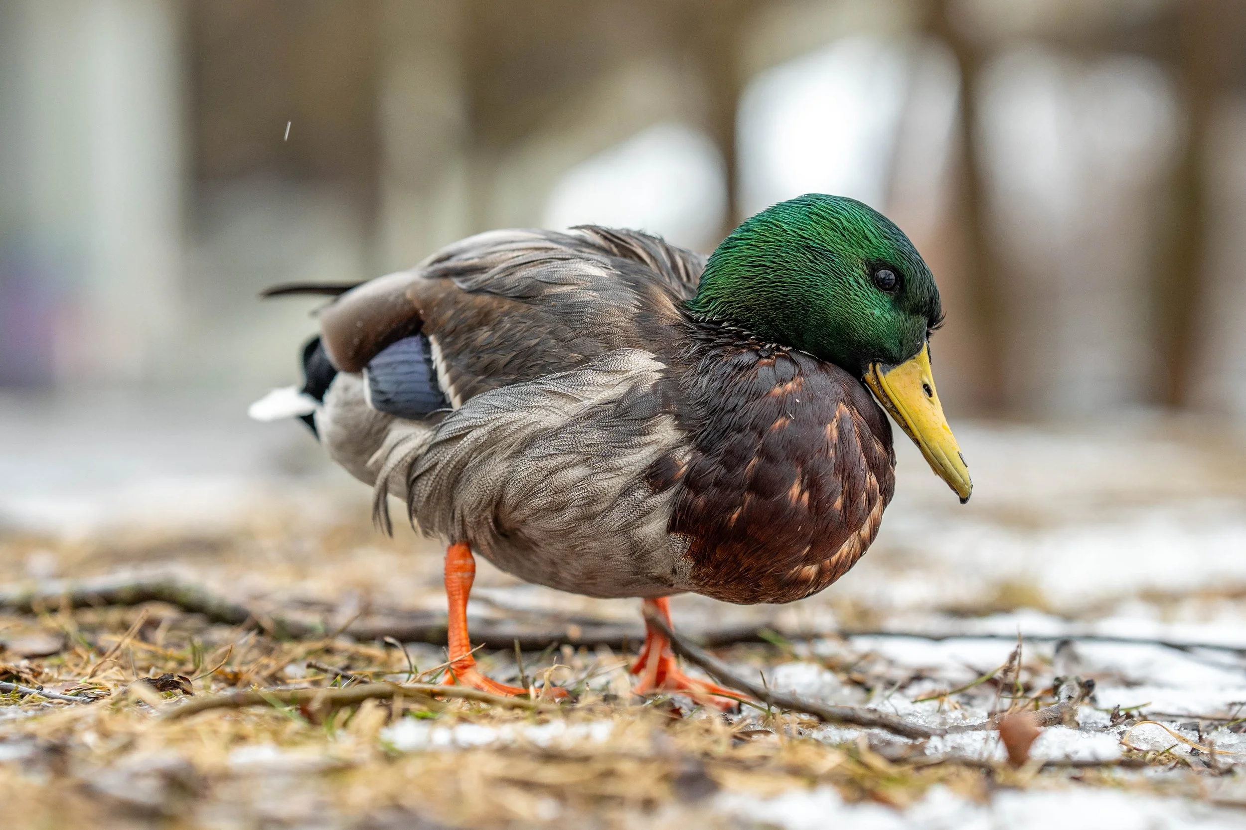 A close-up of a mallard duck standing on a ground with patches of snow and twigs.