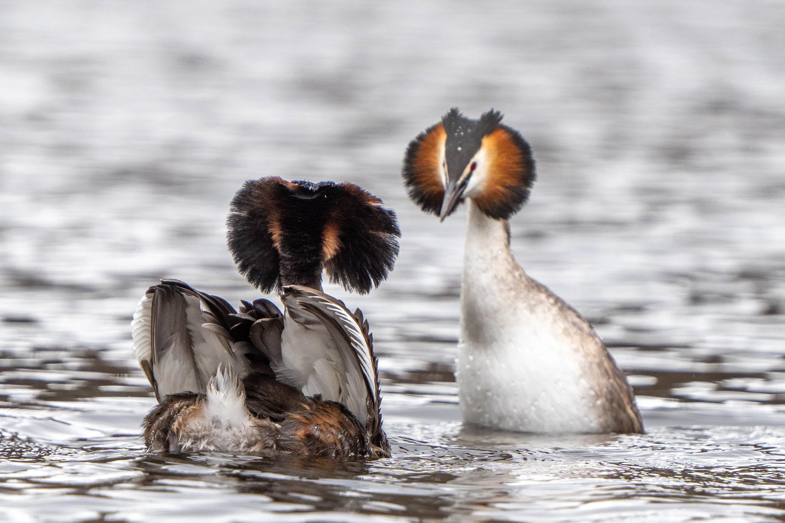 Two great crested grebes facing each other on the water, with their distinctive black double crests and colorful necks.