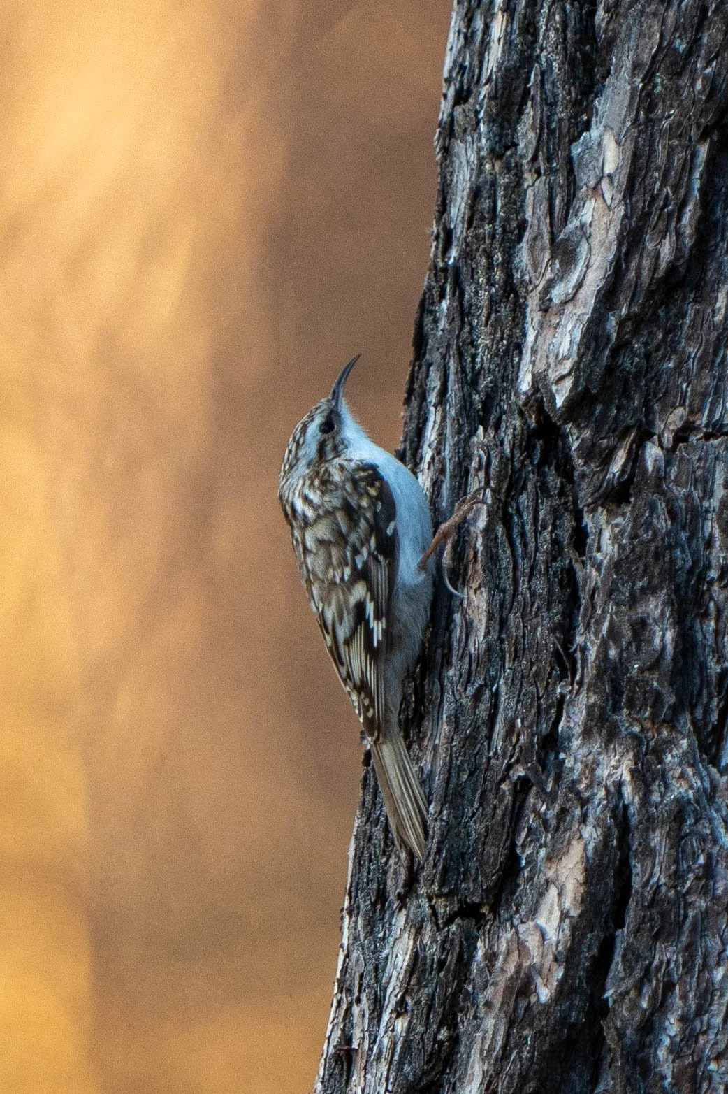A woodpecker climbing a tree trunk, pecking at the bark.