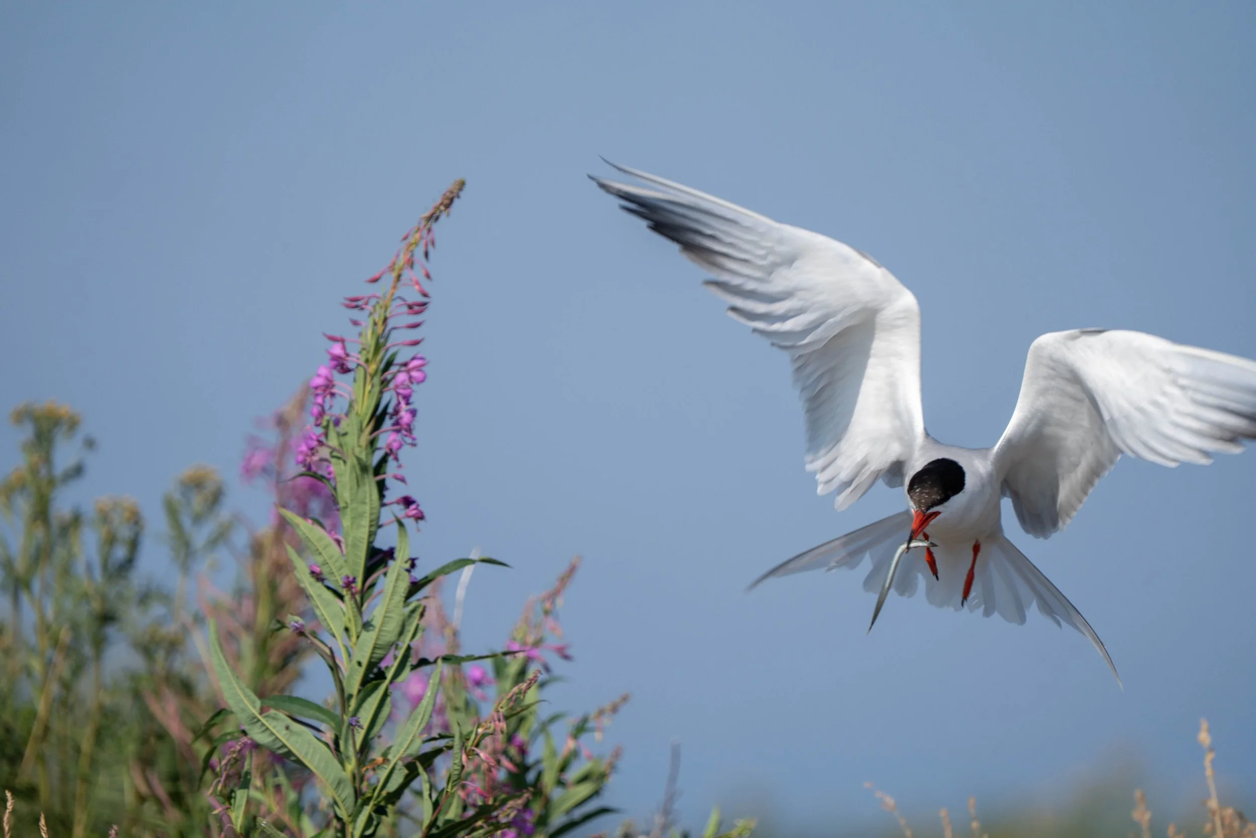 A bird with a black head and orange beak flying near a purple flower against a clear blue sky.