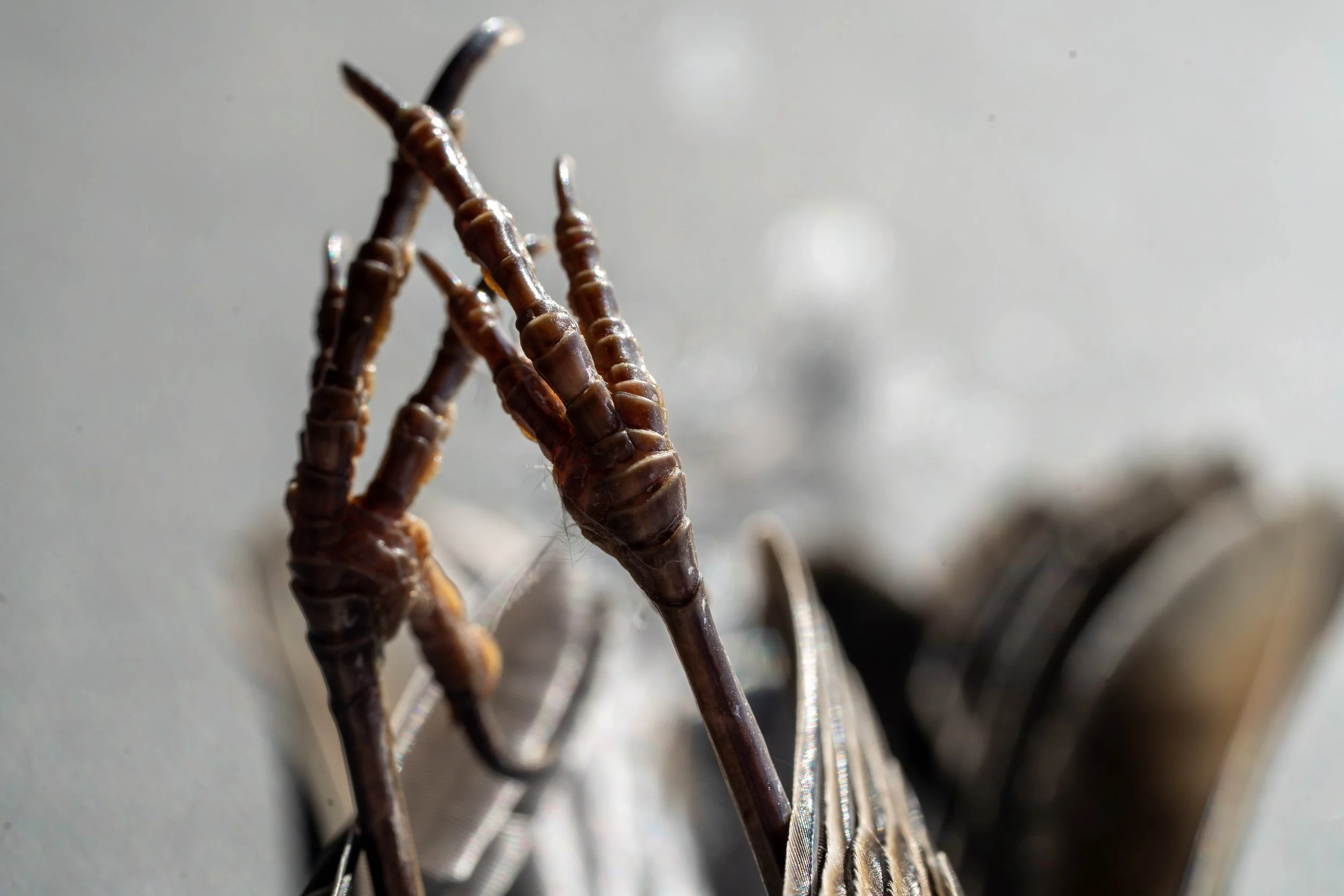 Close-up of dried insect legs on a metallic surface.