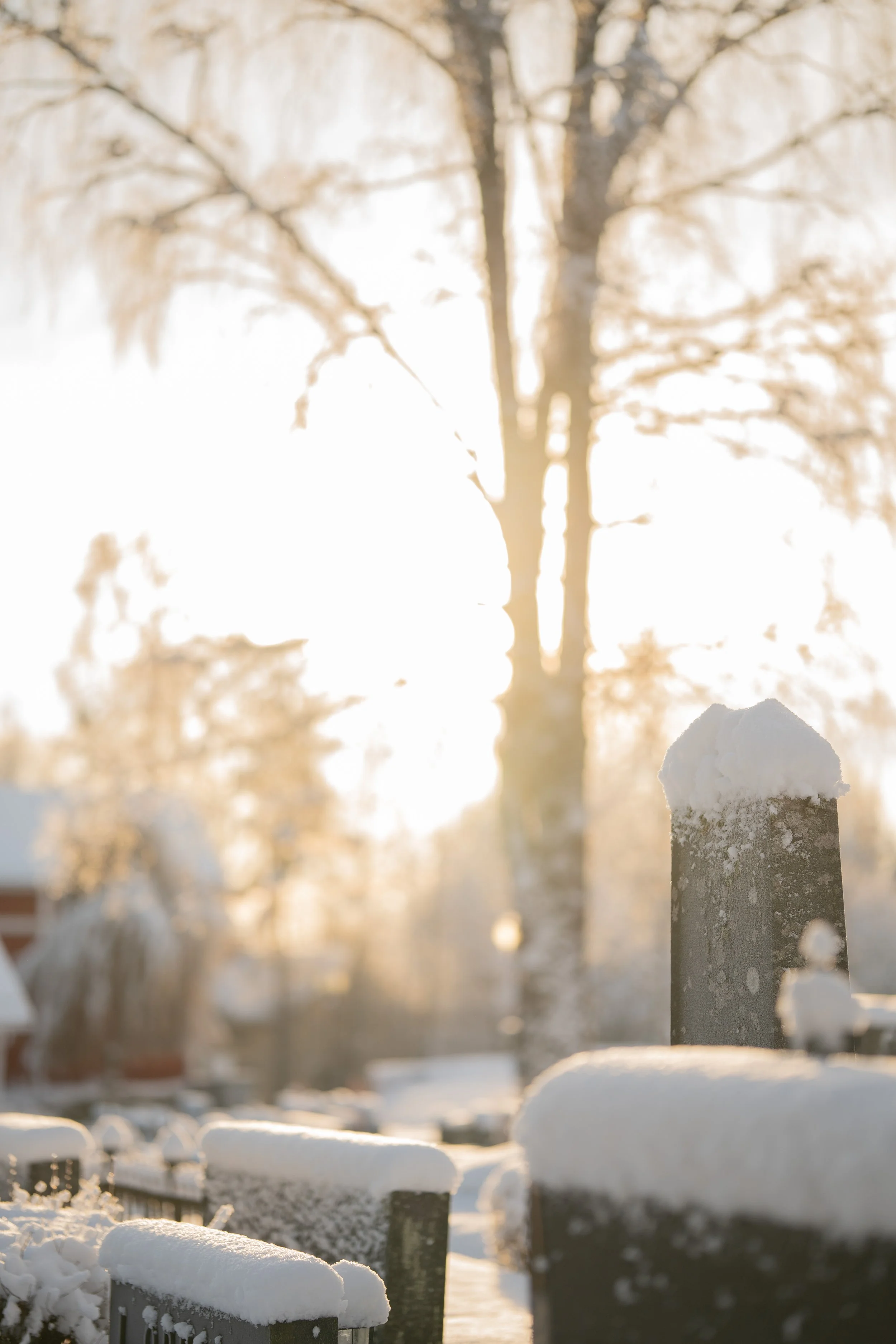 Snow-covered gravestones in a cemetery during sunset with a backlit tree in the background.