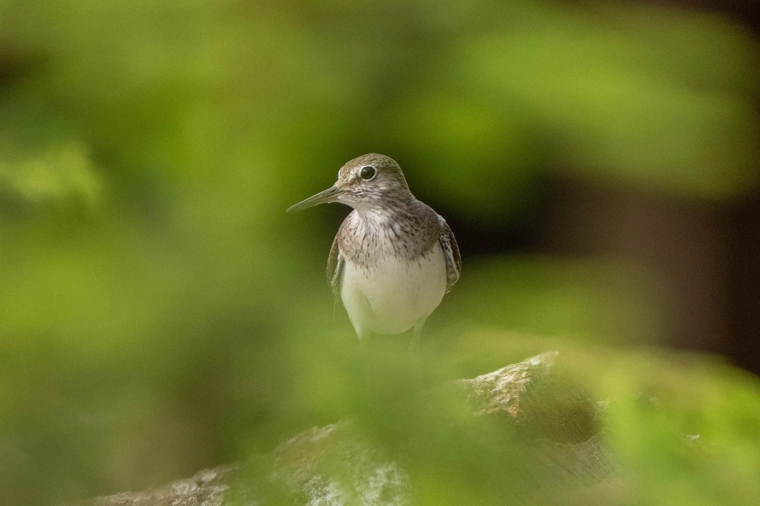 A close-up of a small bird perched on a branch, surrounded by green leaves with a blurred background.