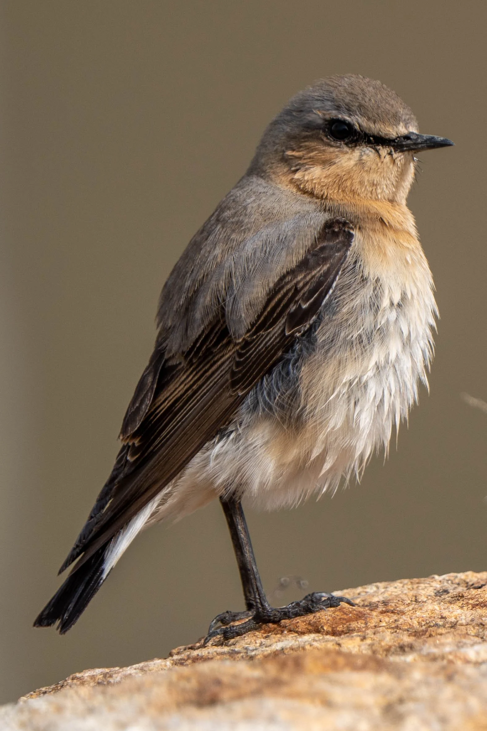 Close-up of a small bird with brown and beige feathers perched on a rock.