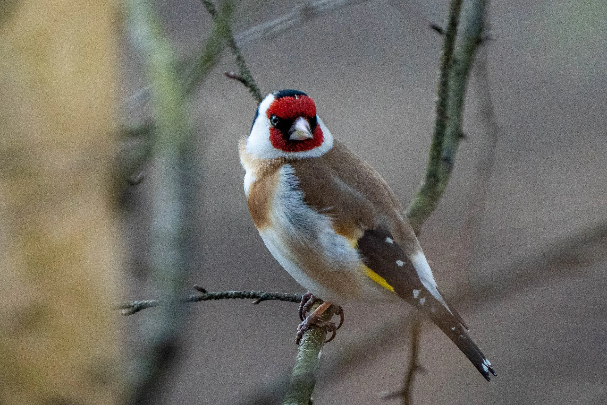 A colorful bird perched on a tree branch.