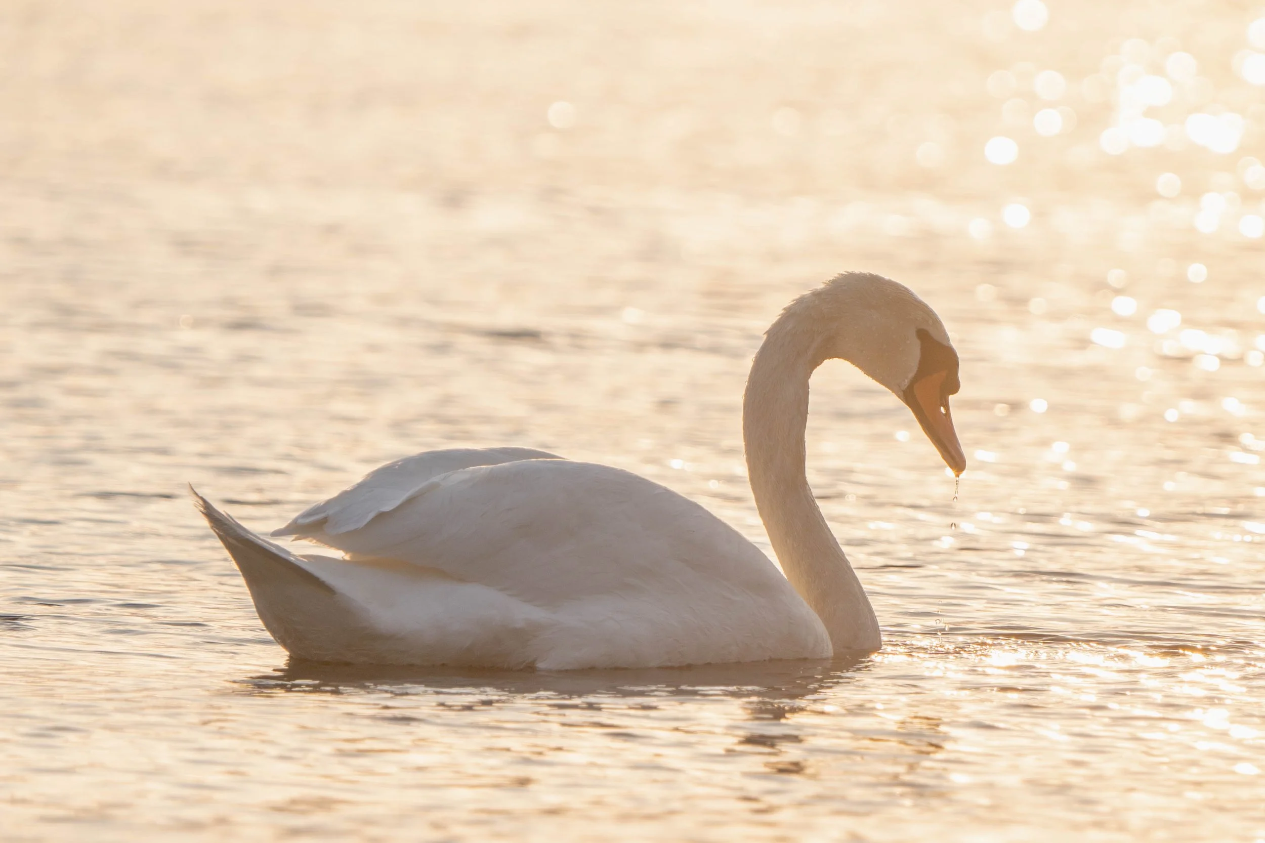 A white swan swimming in a golden sunset reflected water with a curved neck and a droplet hanging from its beak.