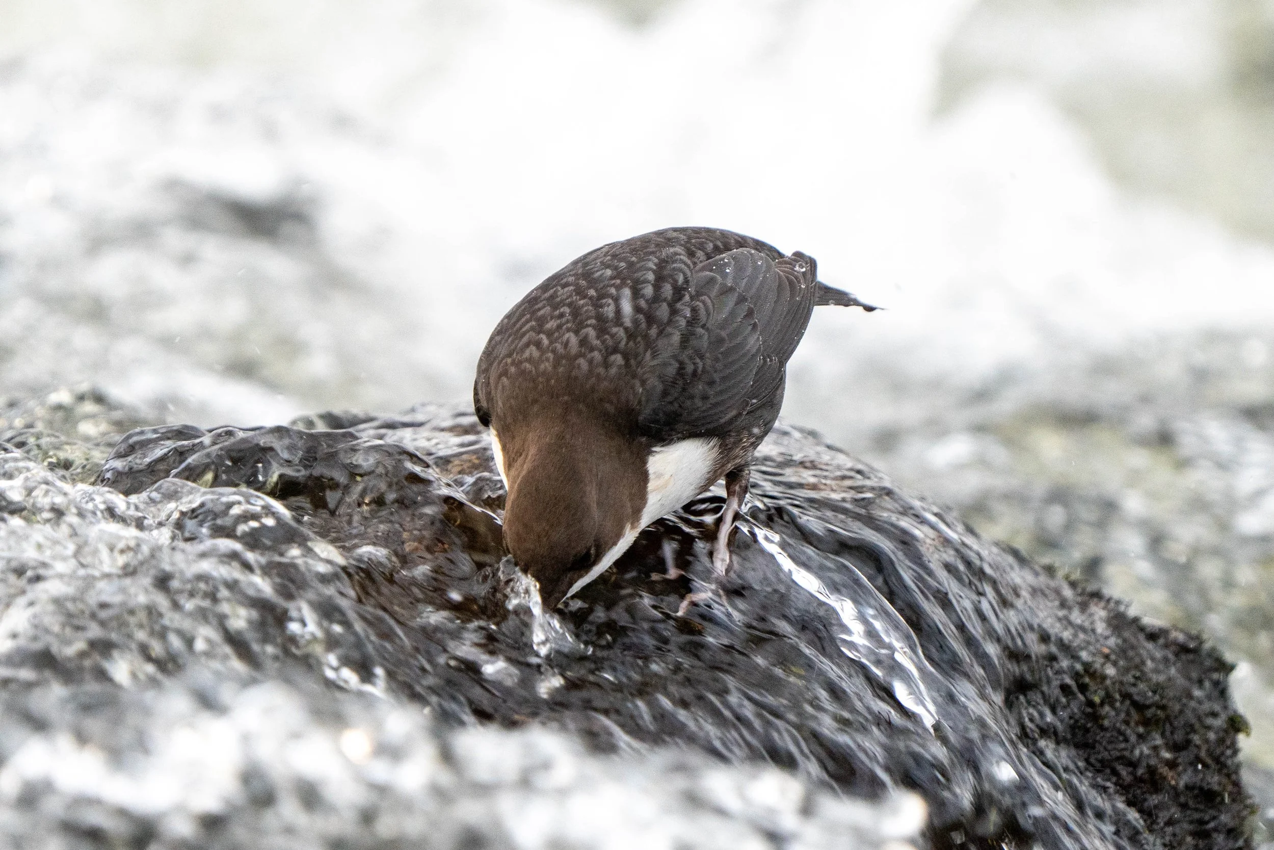 A bird perched on a wet rock near water, with its head bent down as if drinking or searching for food.