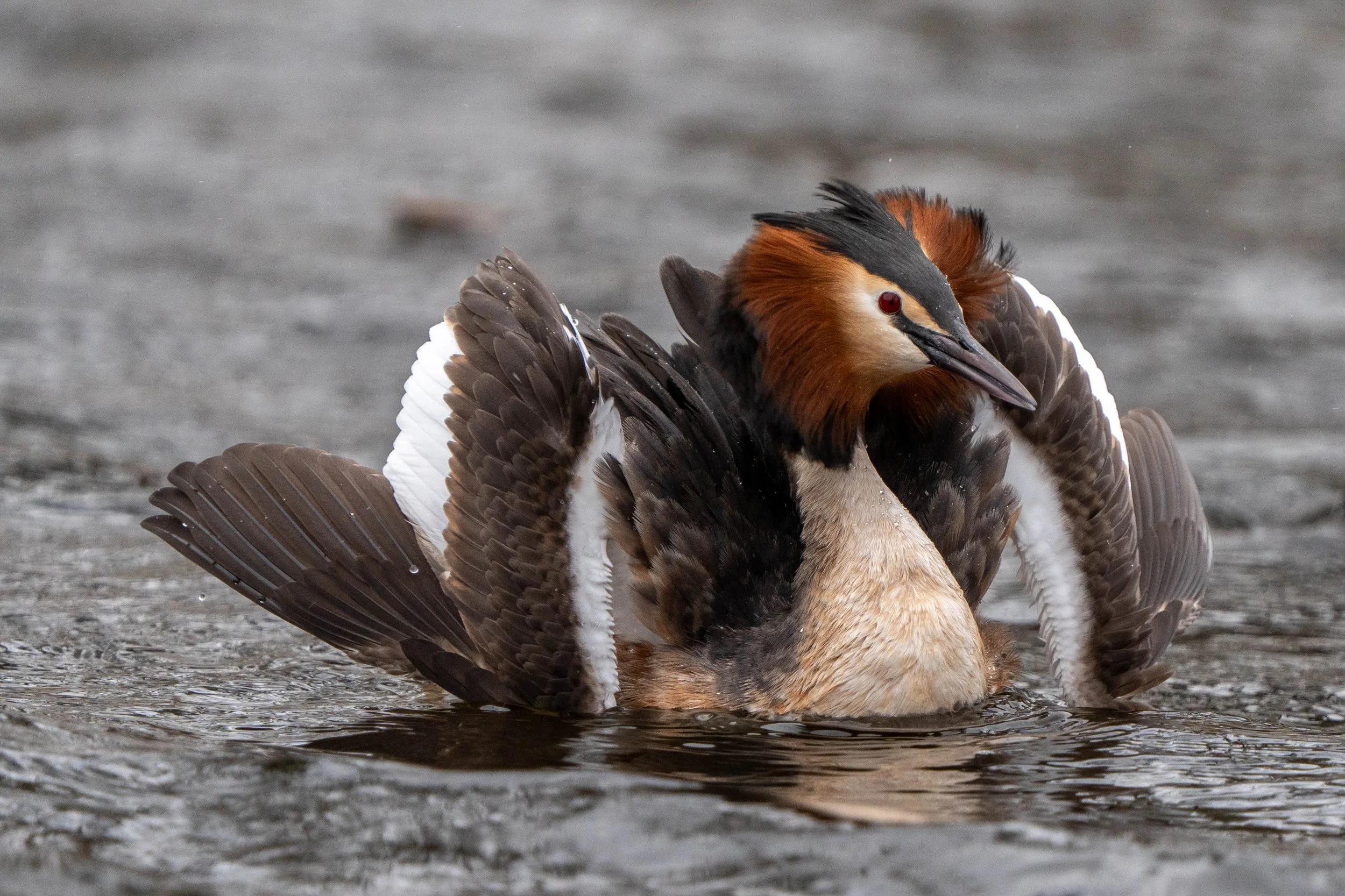 A great crested grebe bird on water with its wings raised, displaying its brown, black, and white feathers and distinctive head crest.