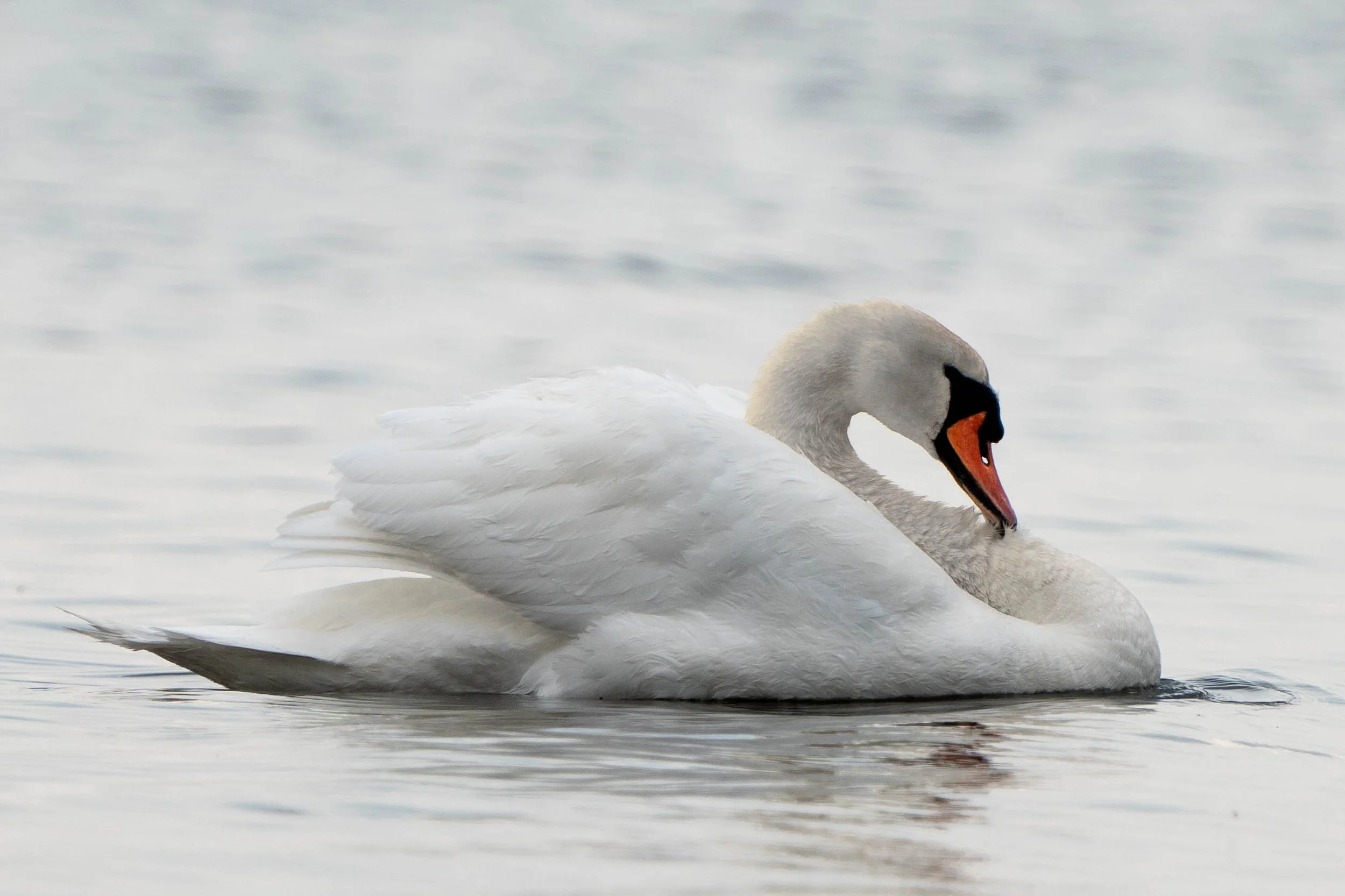 A white swan swimming in calm water, with its head turned back and touching its body, showing a serene scene.