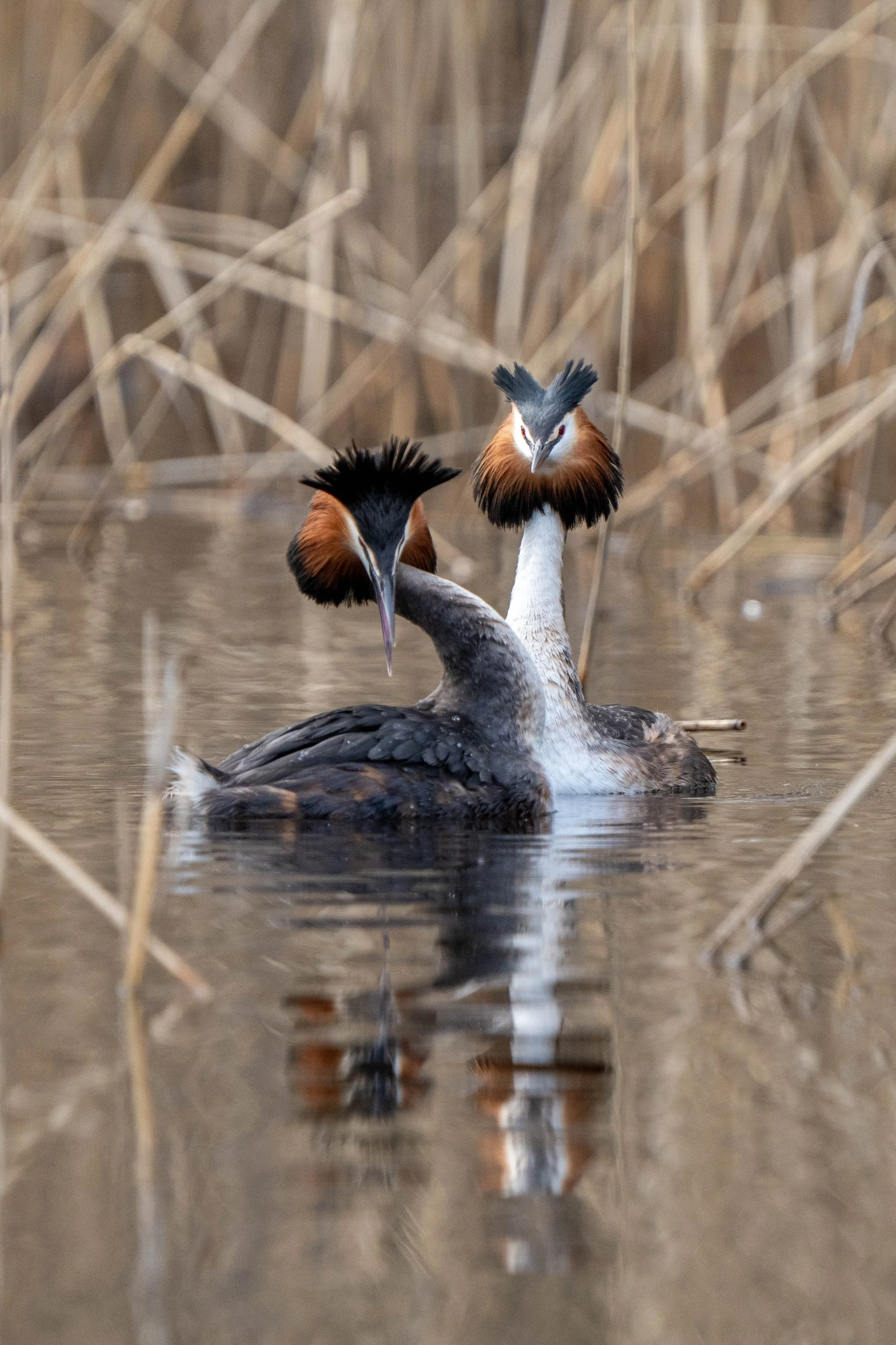 Two Great Crested Grebes engaging in a courtship display in a marshy water area with dried reeds in the background.