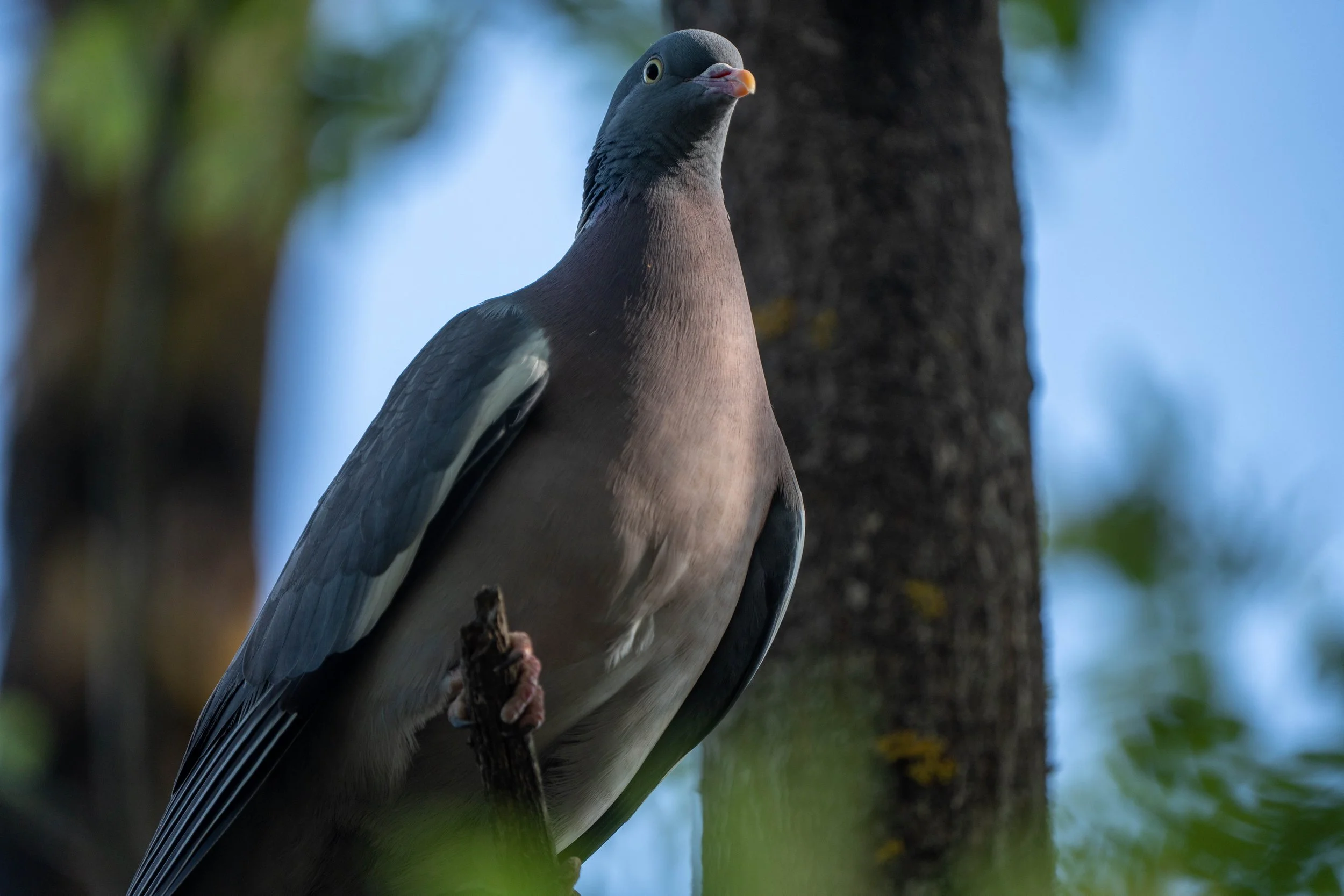 A close-up of a bird with gray and black feathers perched on a tree branch in a forest setting.