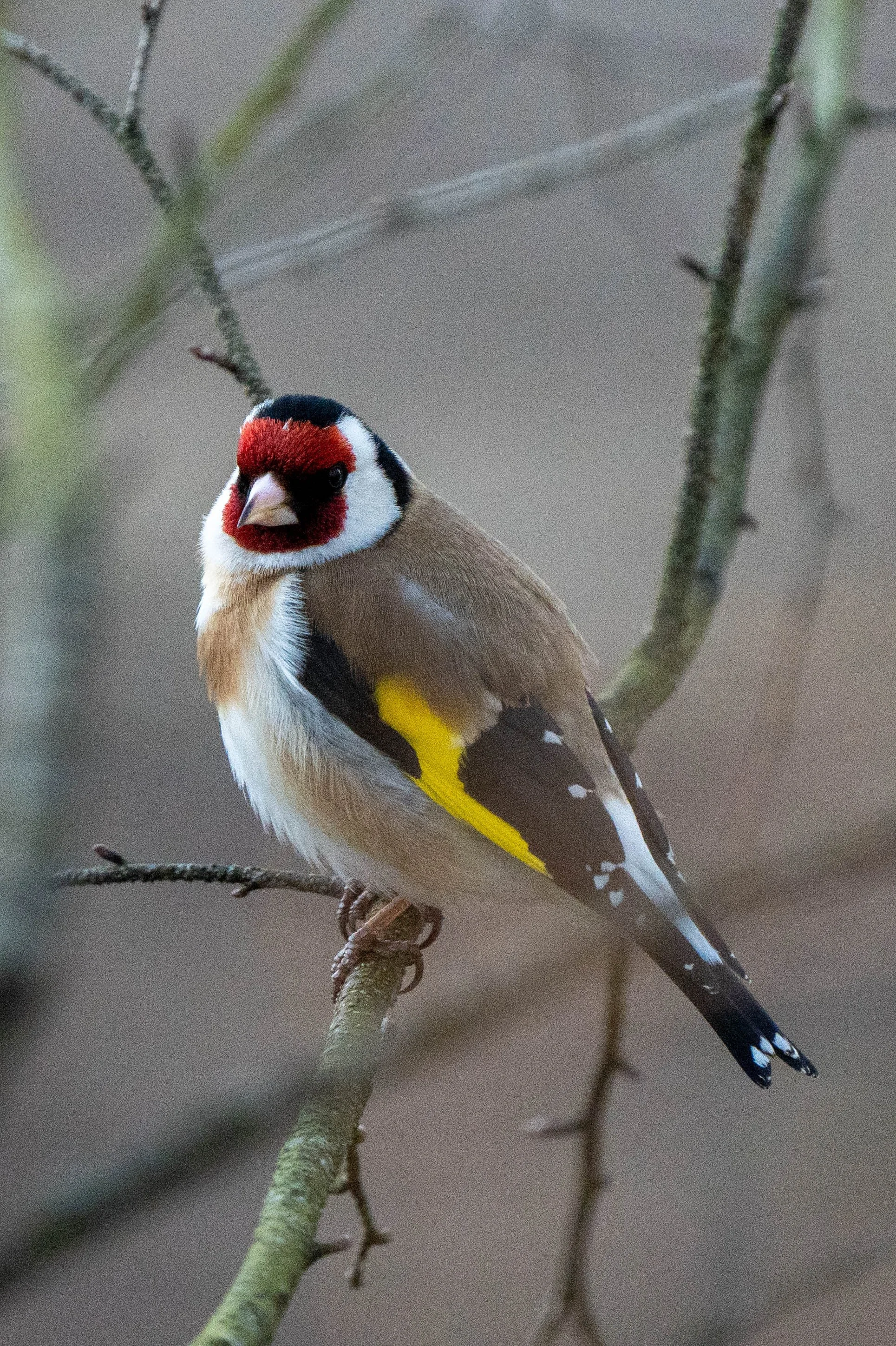 A colorful bird perched on a thin branch with a blurred natural background.
