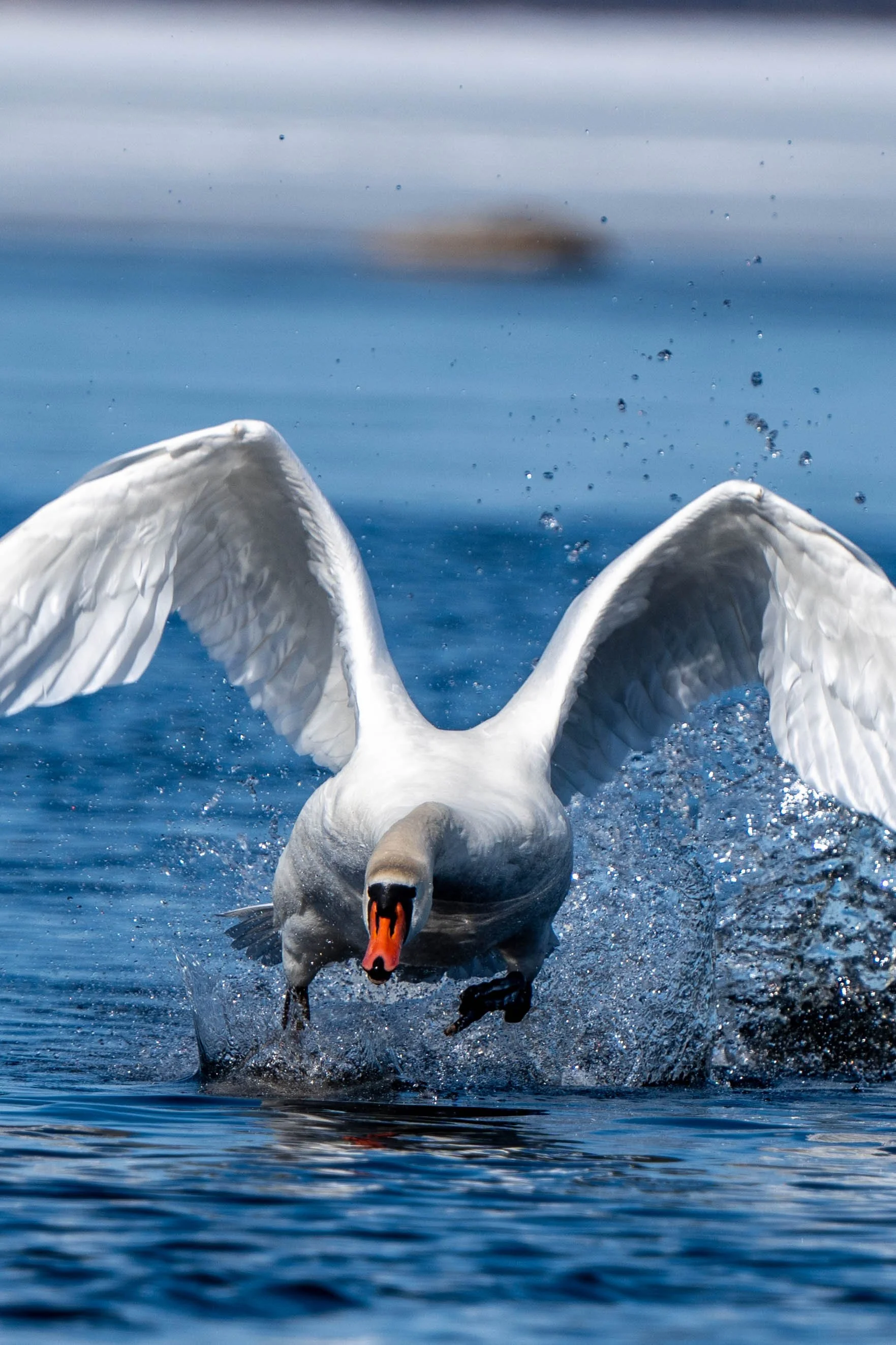 A swan is taking off from the water with wings spread wide, water splashing around it, and a blurred background of water.