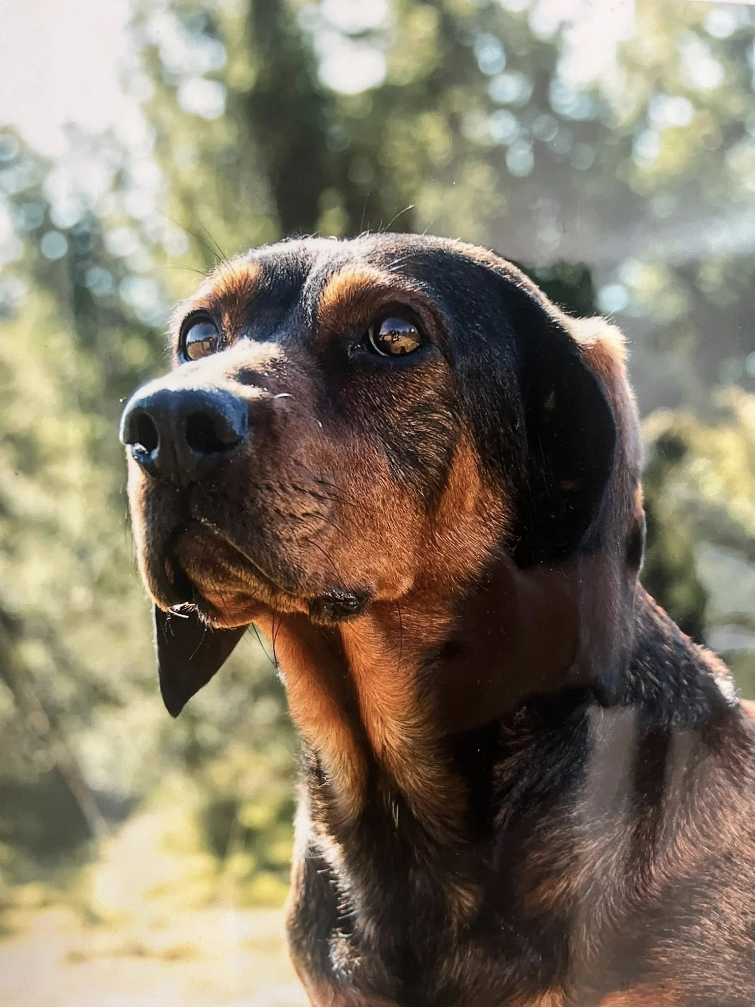 Close-up of a black and tan dog outdoors with sunlight and blurred green foliage in the background.