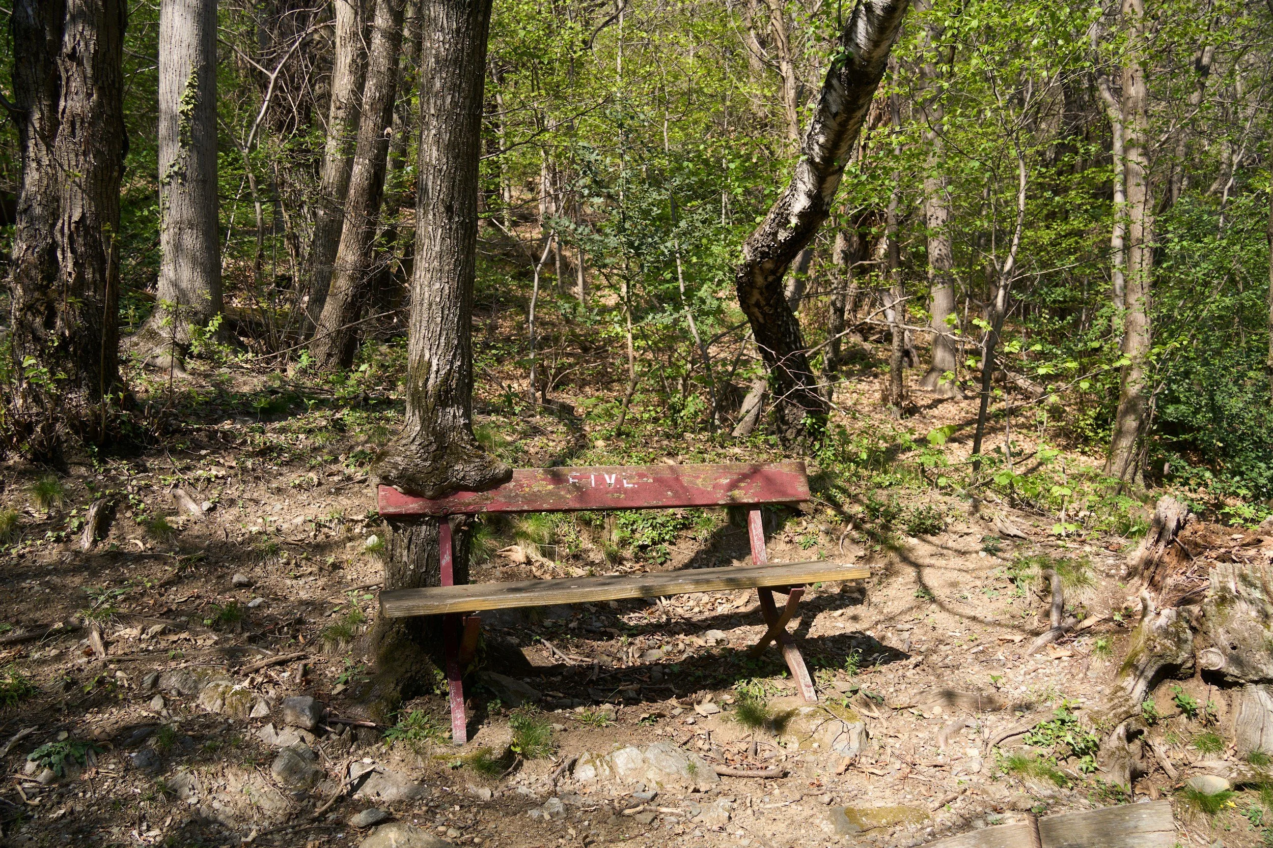 broken table in the woods