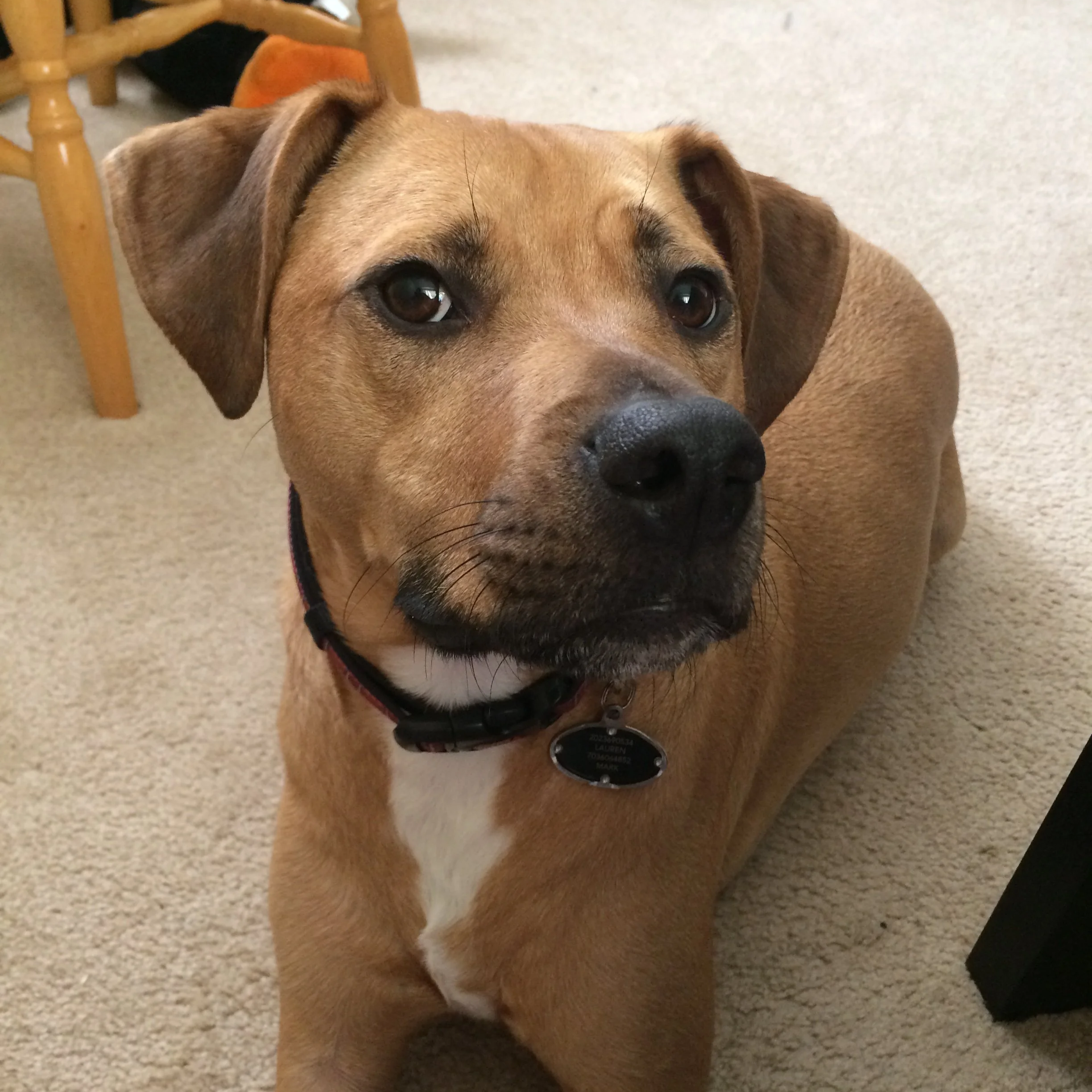 Gunner, a brown dog with dark eyes and a black nose, sitting on a carpeted floor indoors, near a wooden chair. Day of the Dog Bakery mascot
