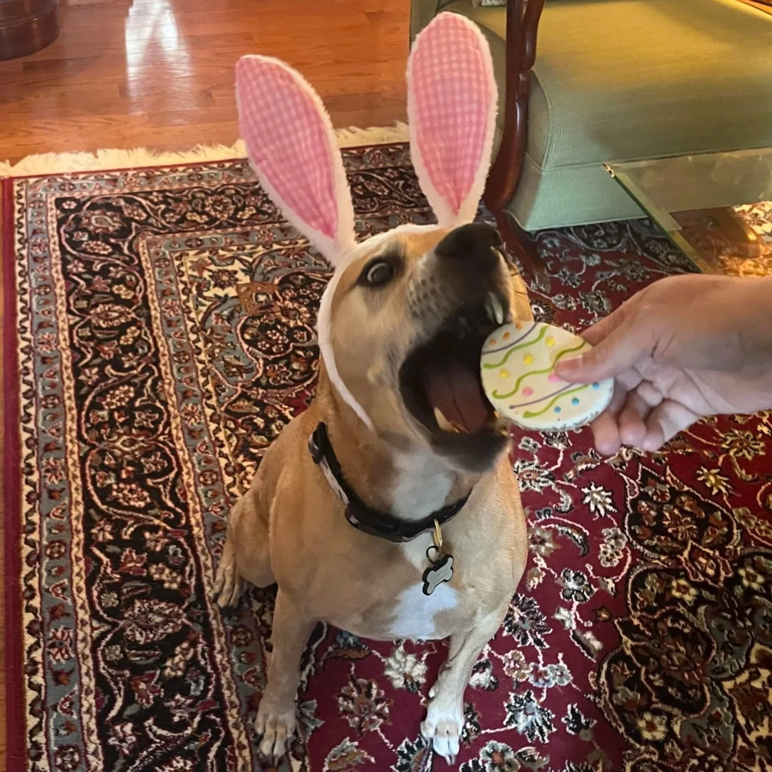 A dog wearing pink bunny ears and a white collar with a black tag, opening its mouth to bite a decorated Easter egg held by a hand.