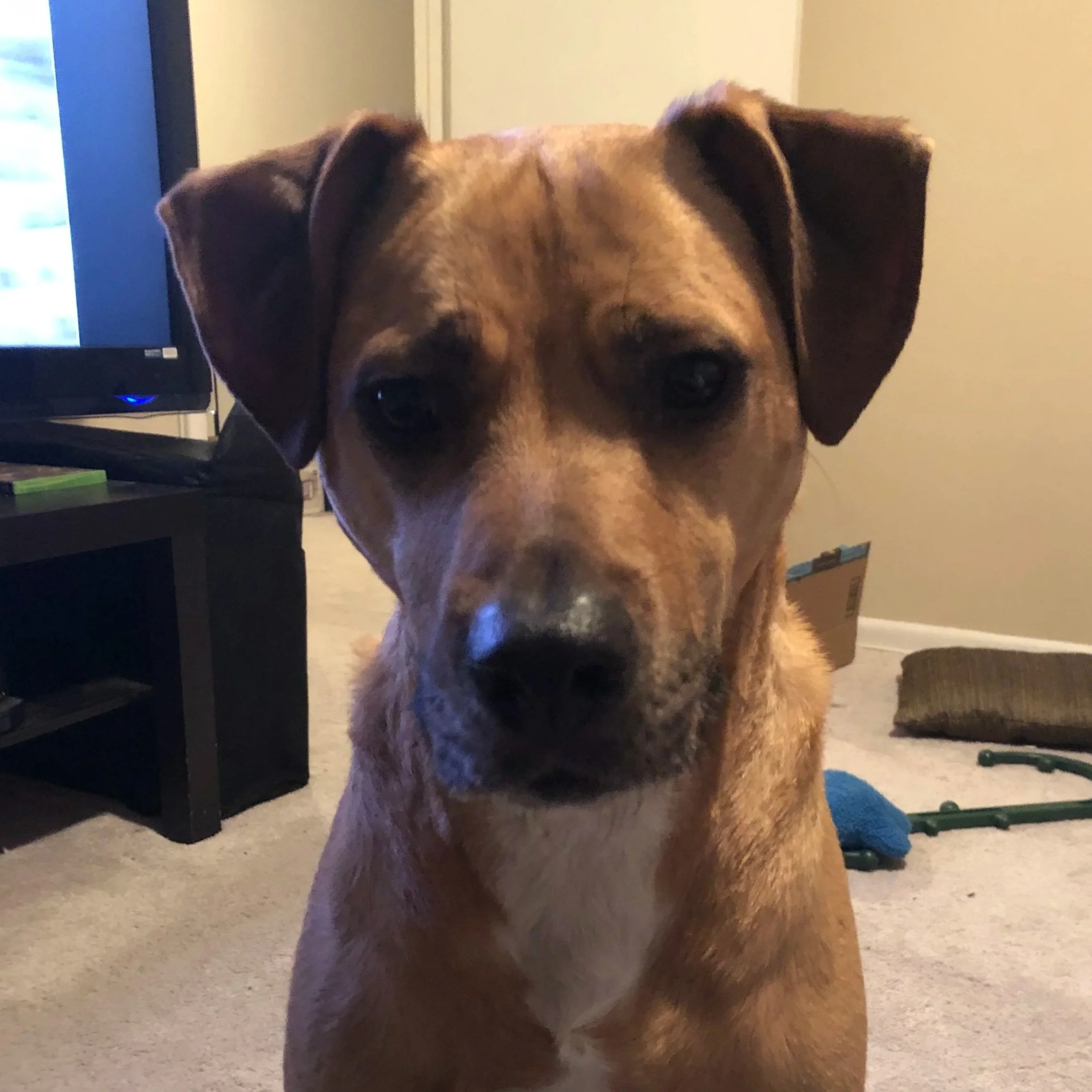Close-up of a brown dog named Gunner  with floppy ears sitting indoors on a carpeted floor, with a TV and some weights visible in the background.