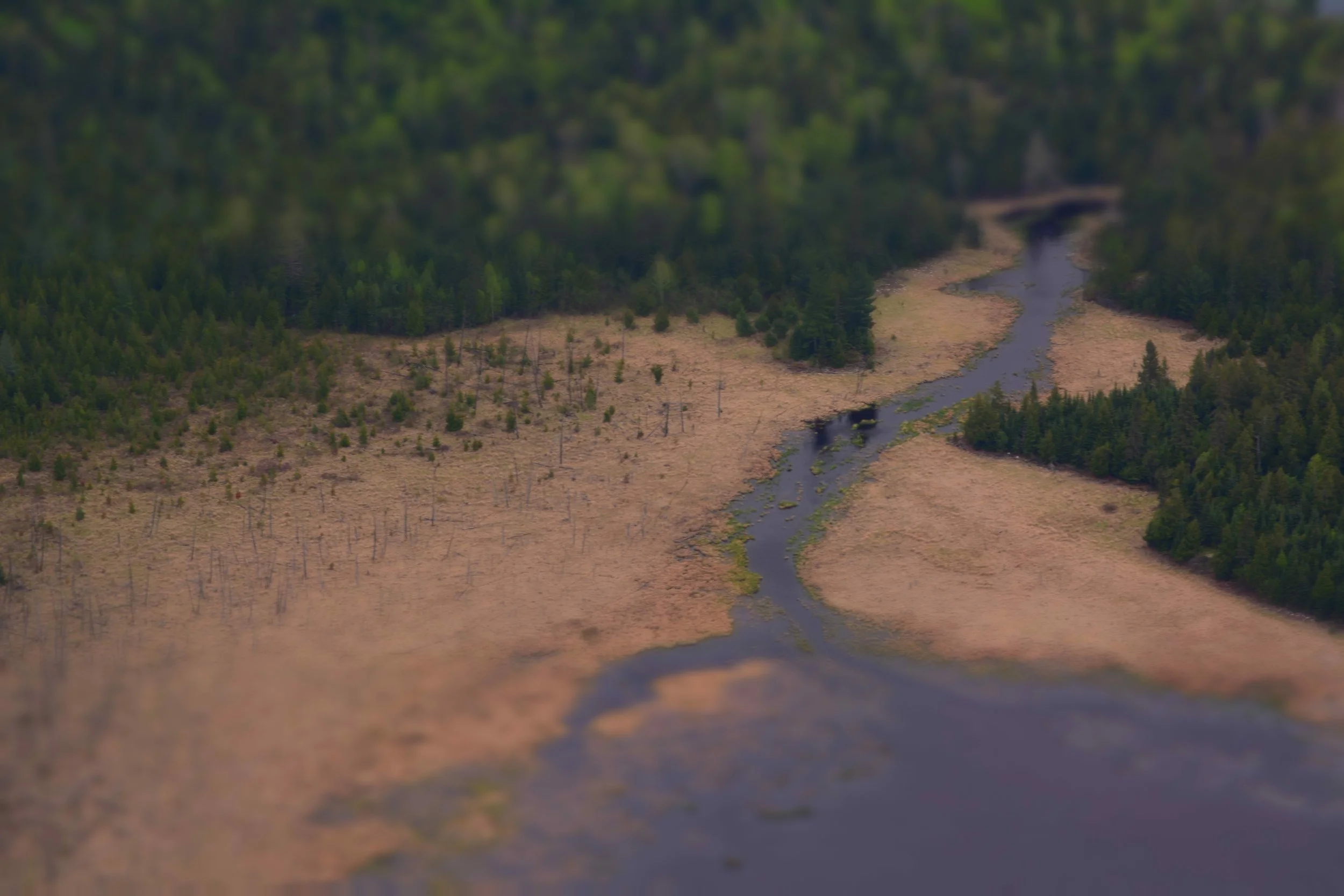 LS19.jpeg