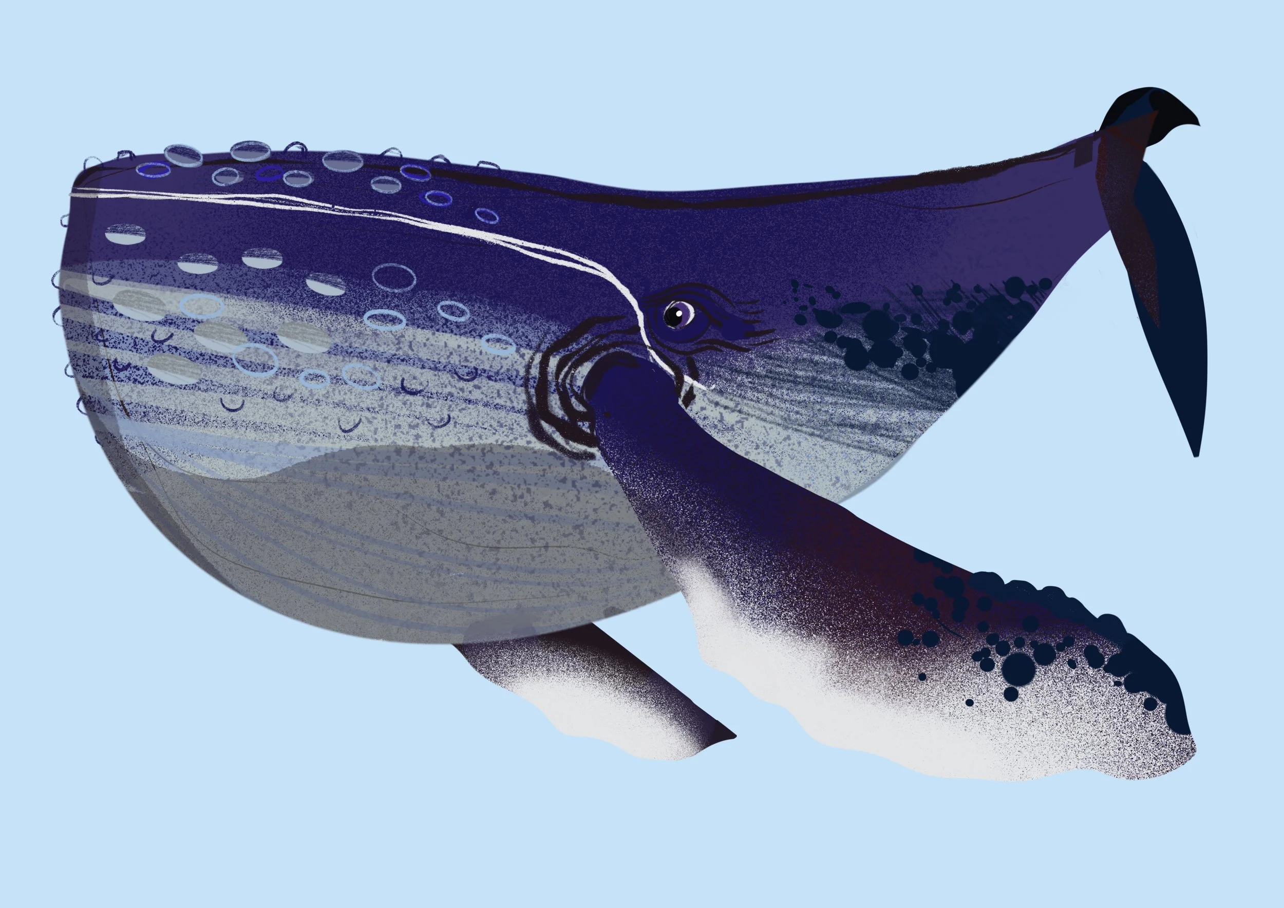 Humpback Whale. Wall art, art prints, wildlife prints