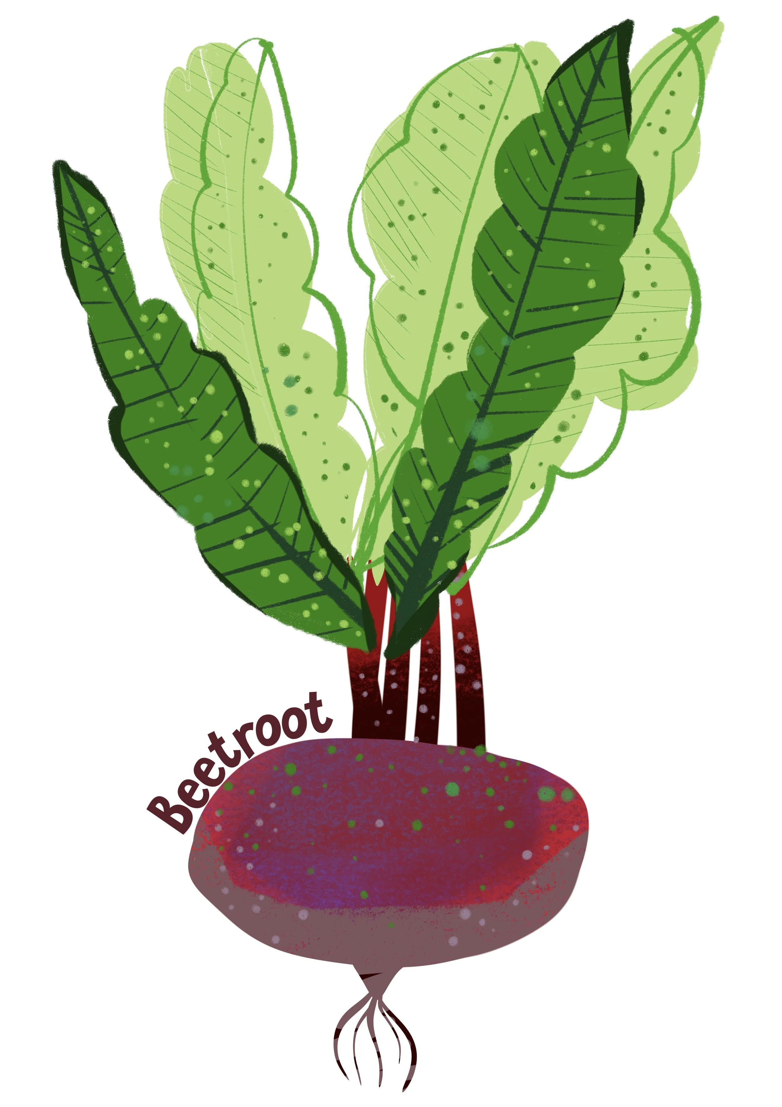 Beetroot Print  (unframed)