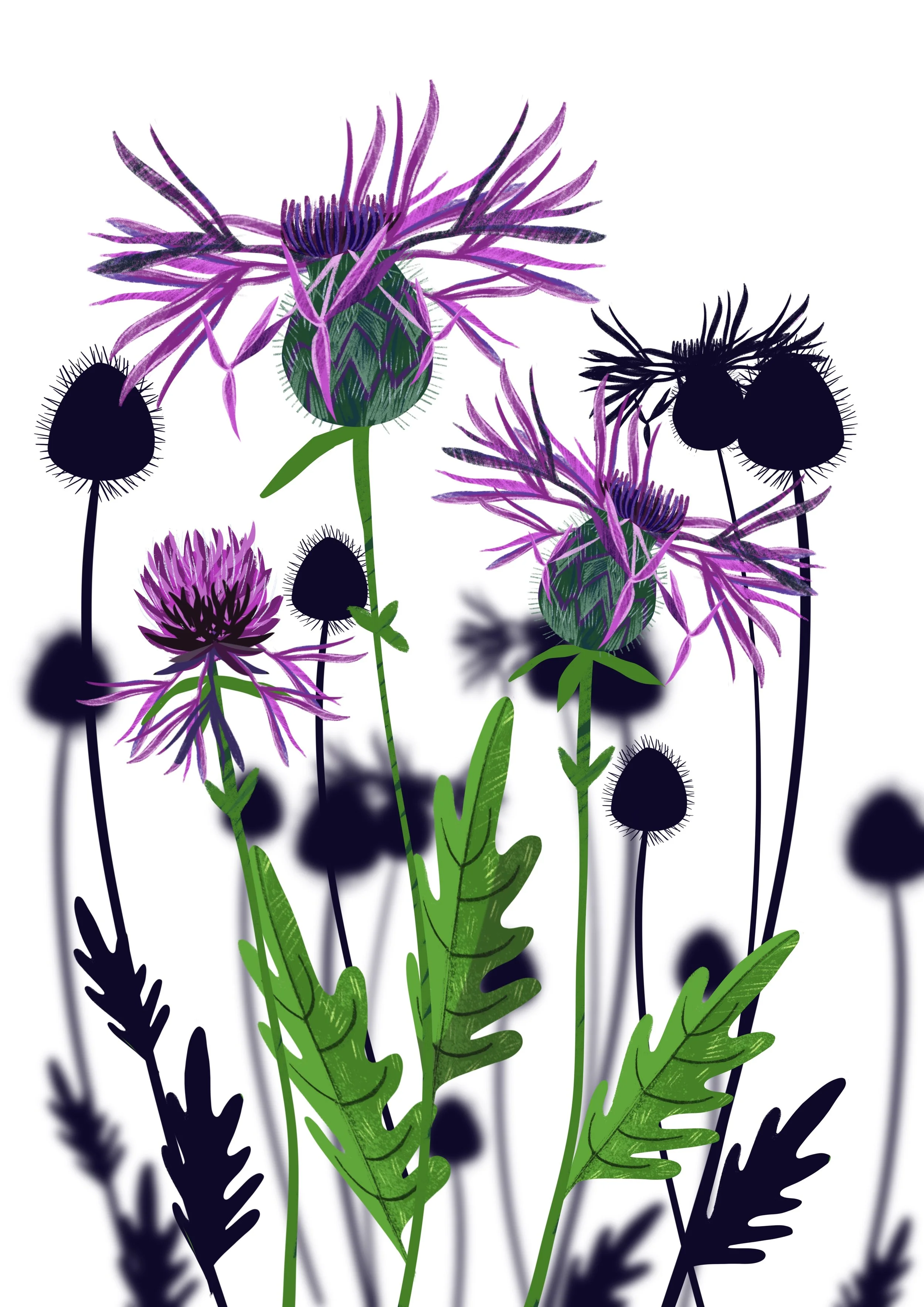Common Knapweed Wildflower Print