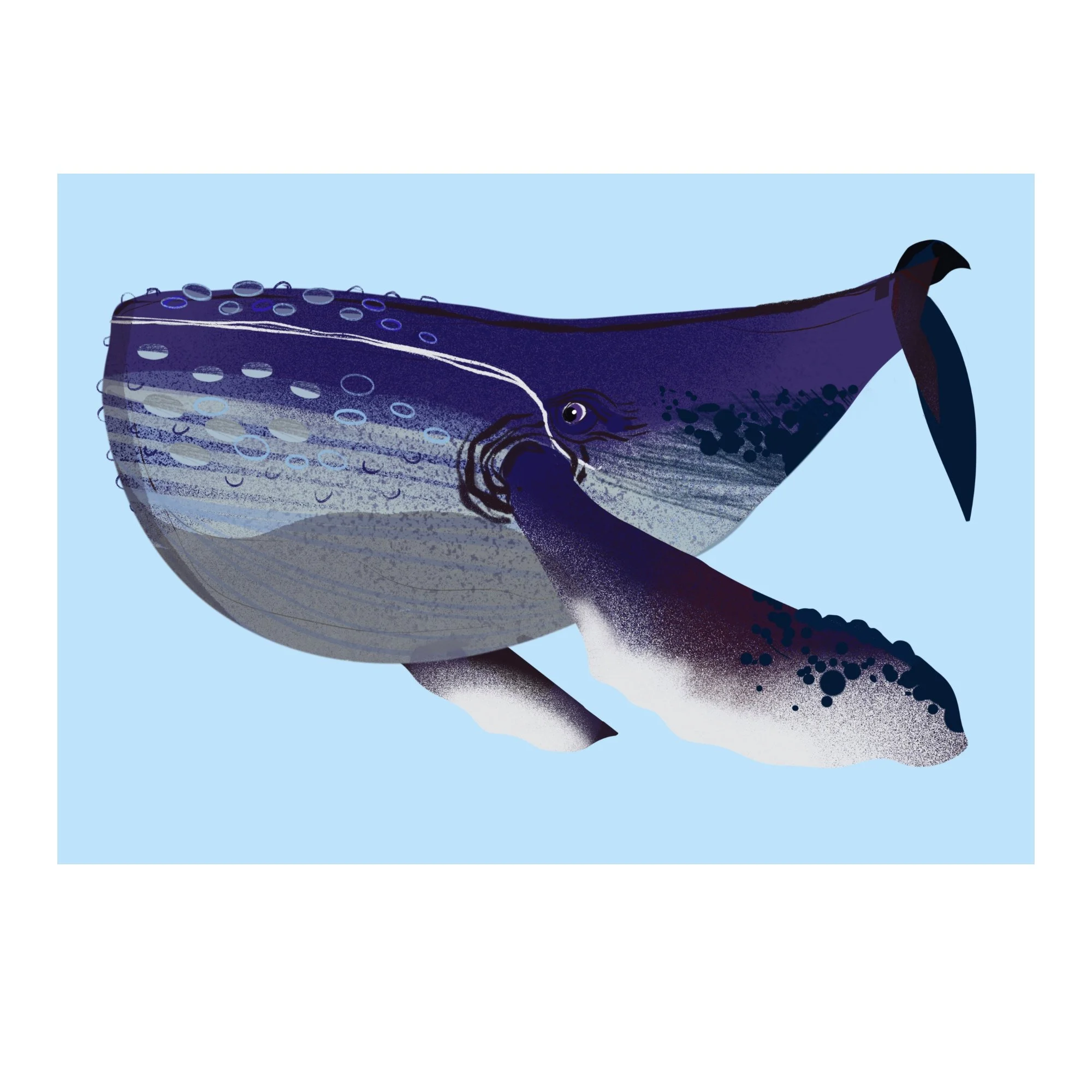 Humpback Whale. Wall art, art prints, wildlife prints